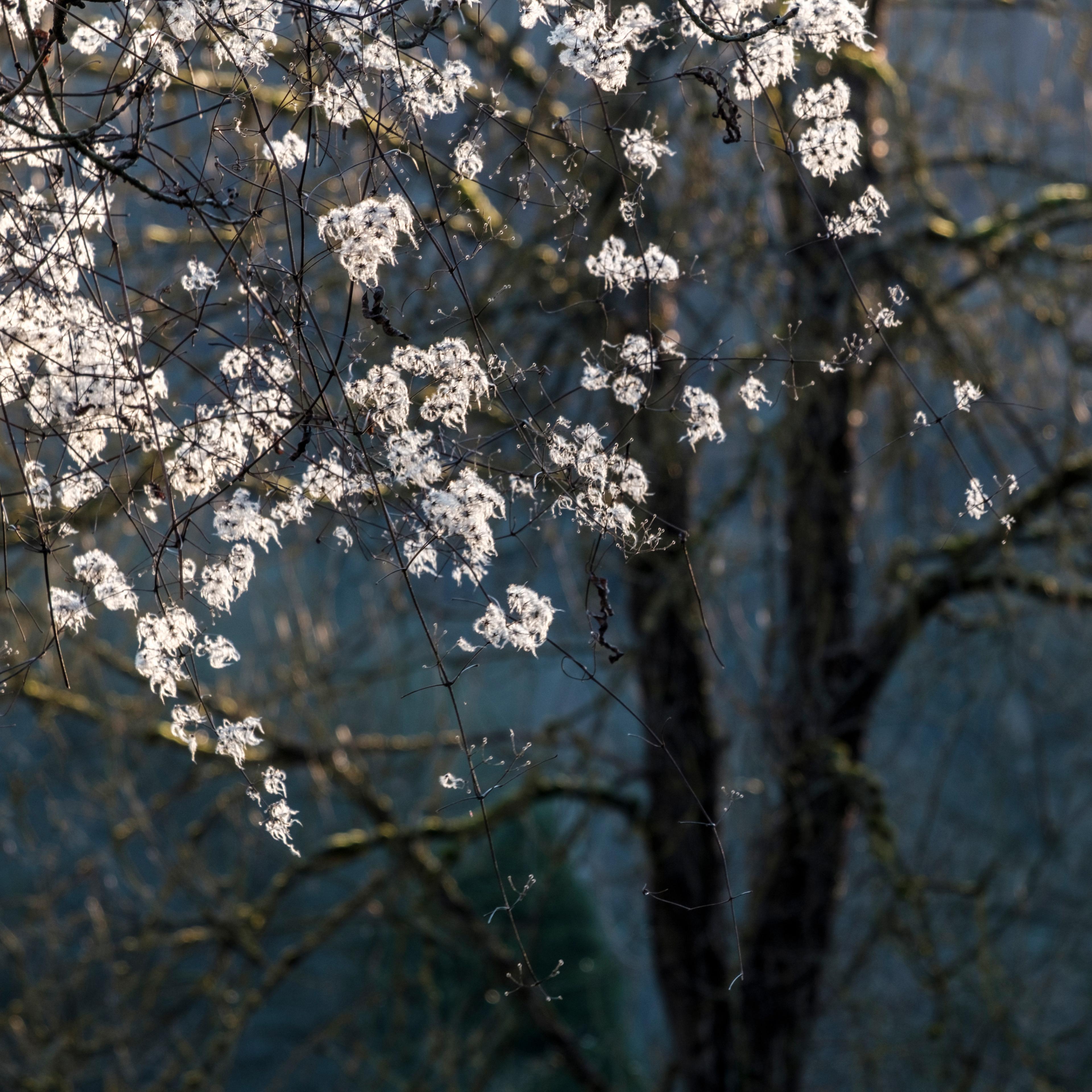 Contrasts