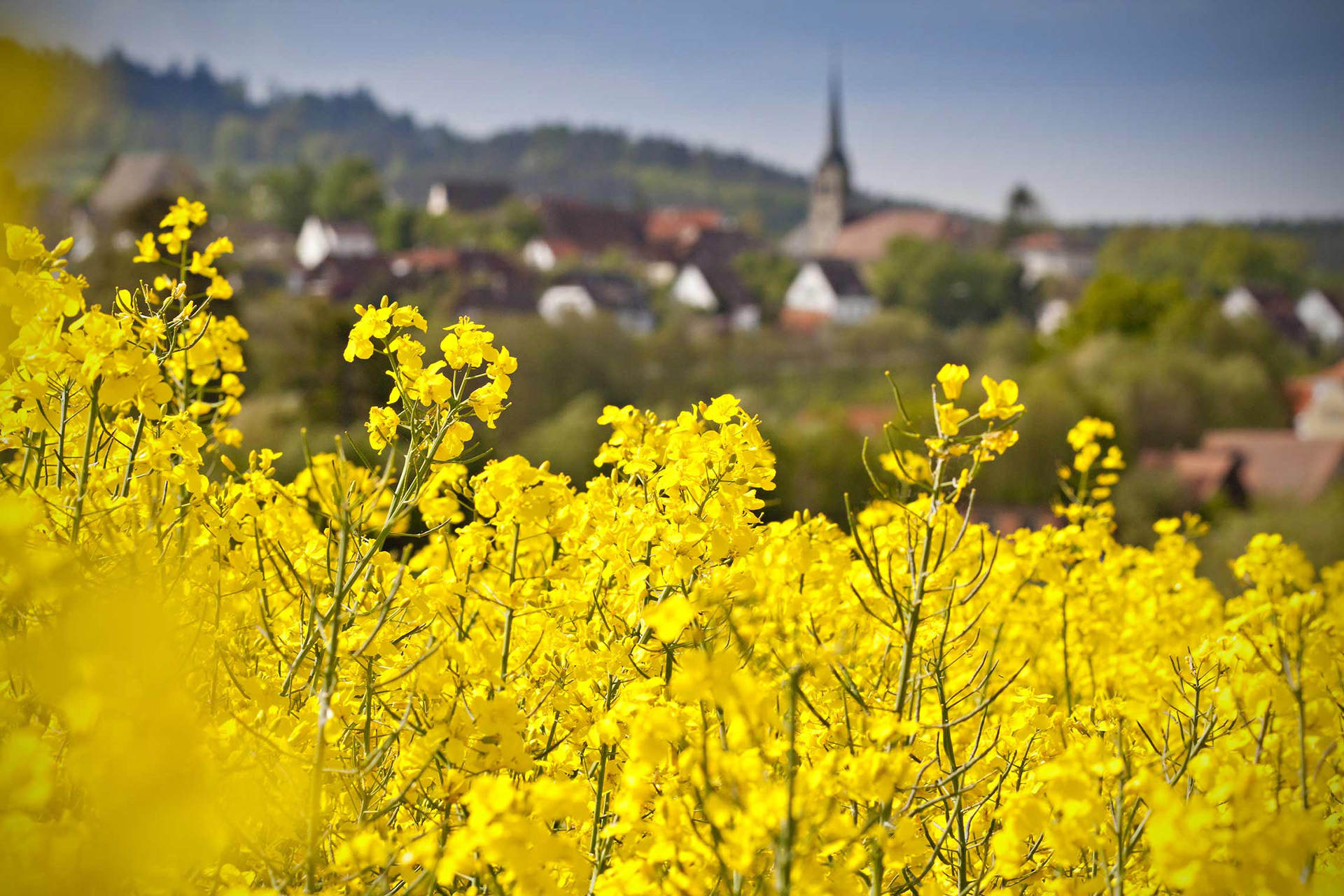 Rapsfeld bei Stöckach, Igensdorf, Landkreis Forchheim, Erlangen-Höchstadt