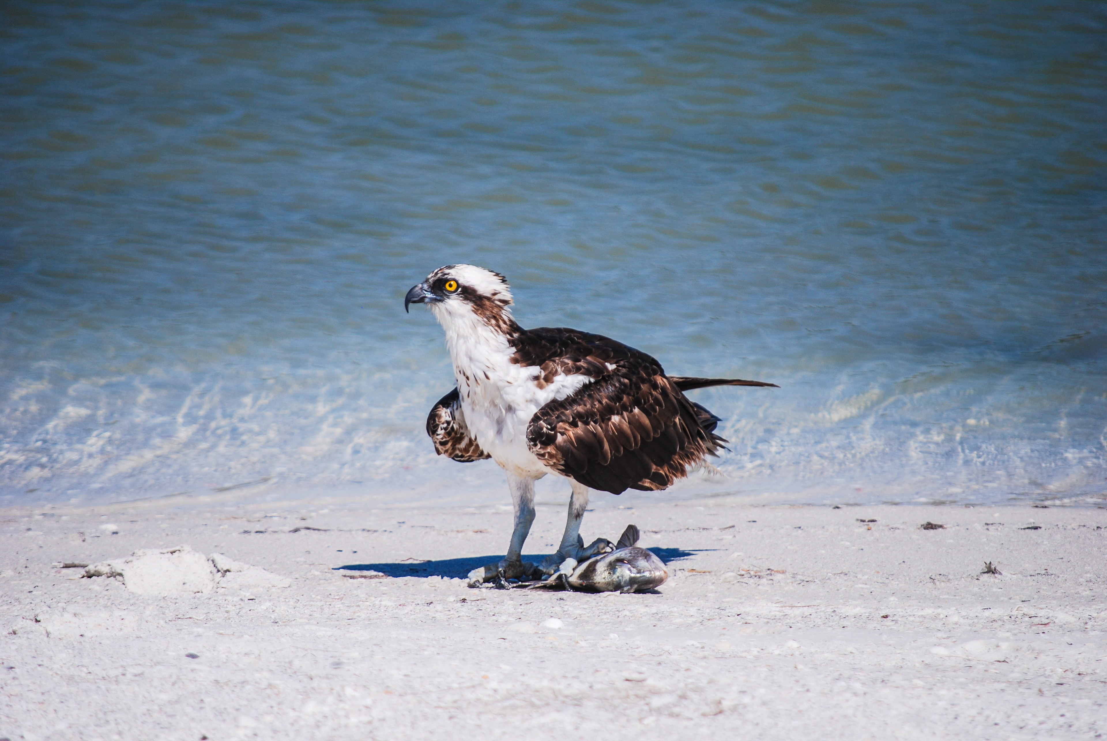 Osprey with a fish in its talons (2017)