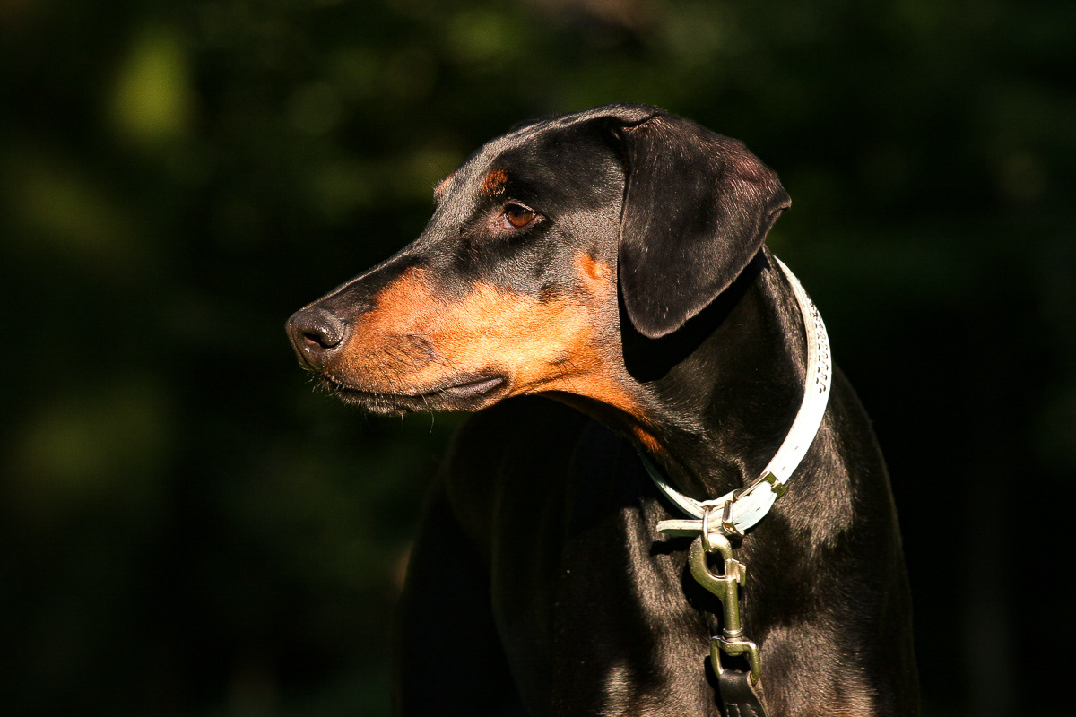 Dobermann