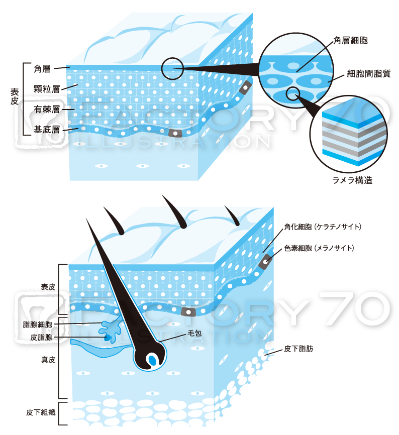 イラスト制作 Illustration Jp グルメイラスト 教科書 教材図版