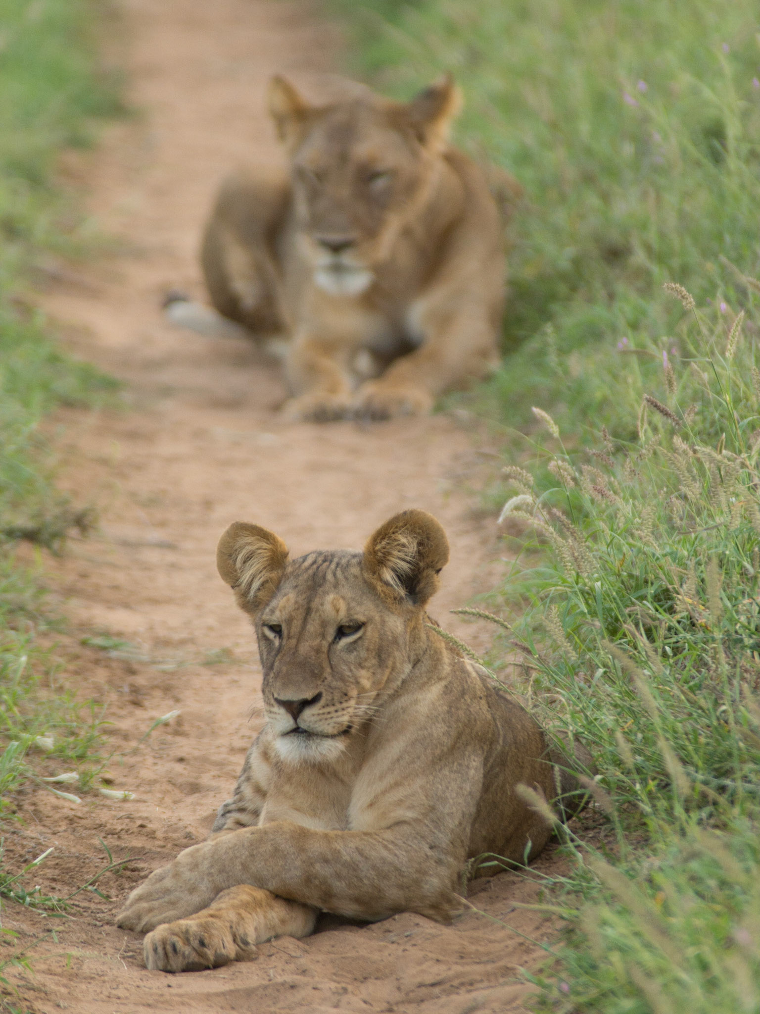 Löwinnen-Paar in Samburu, Kenia