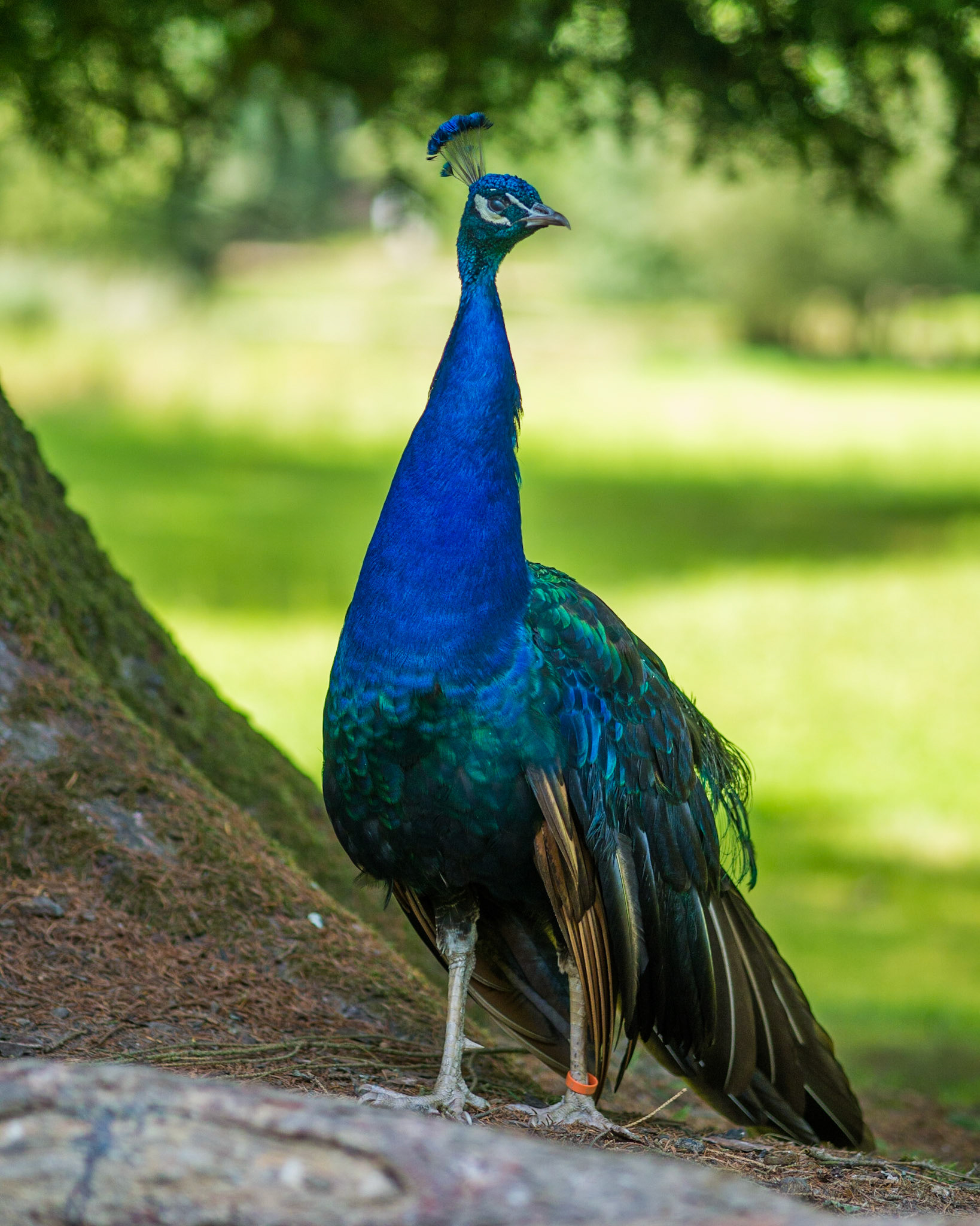 Im Tierpark von Clères