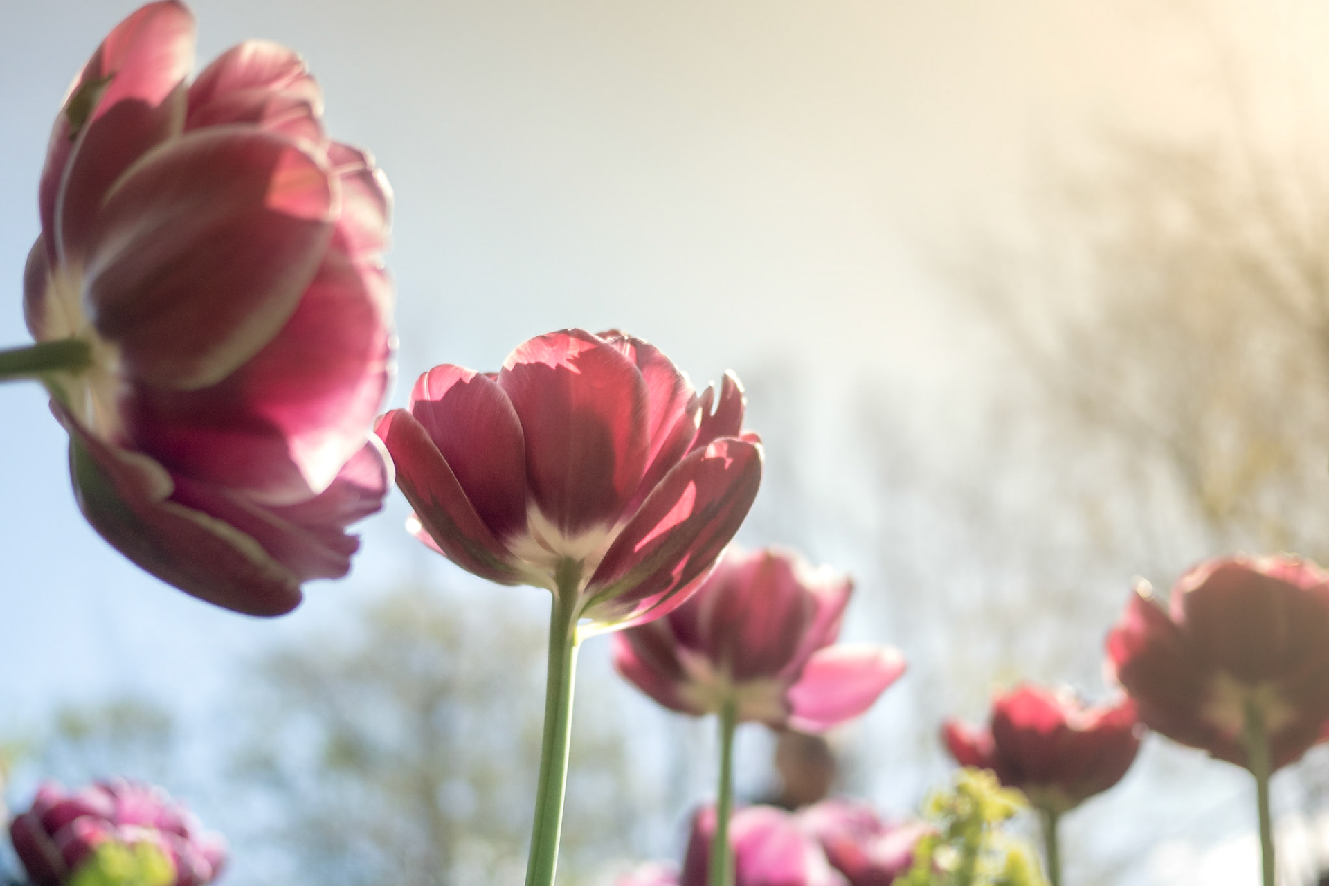 Tulpenblüte in Holland