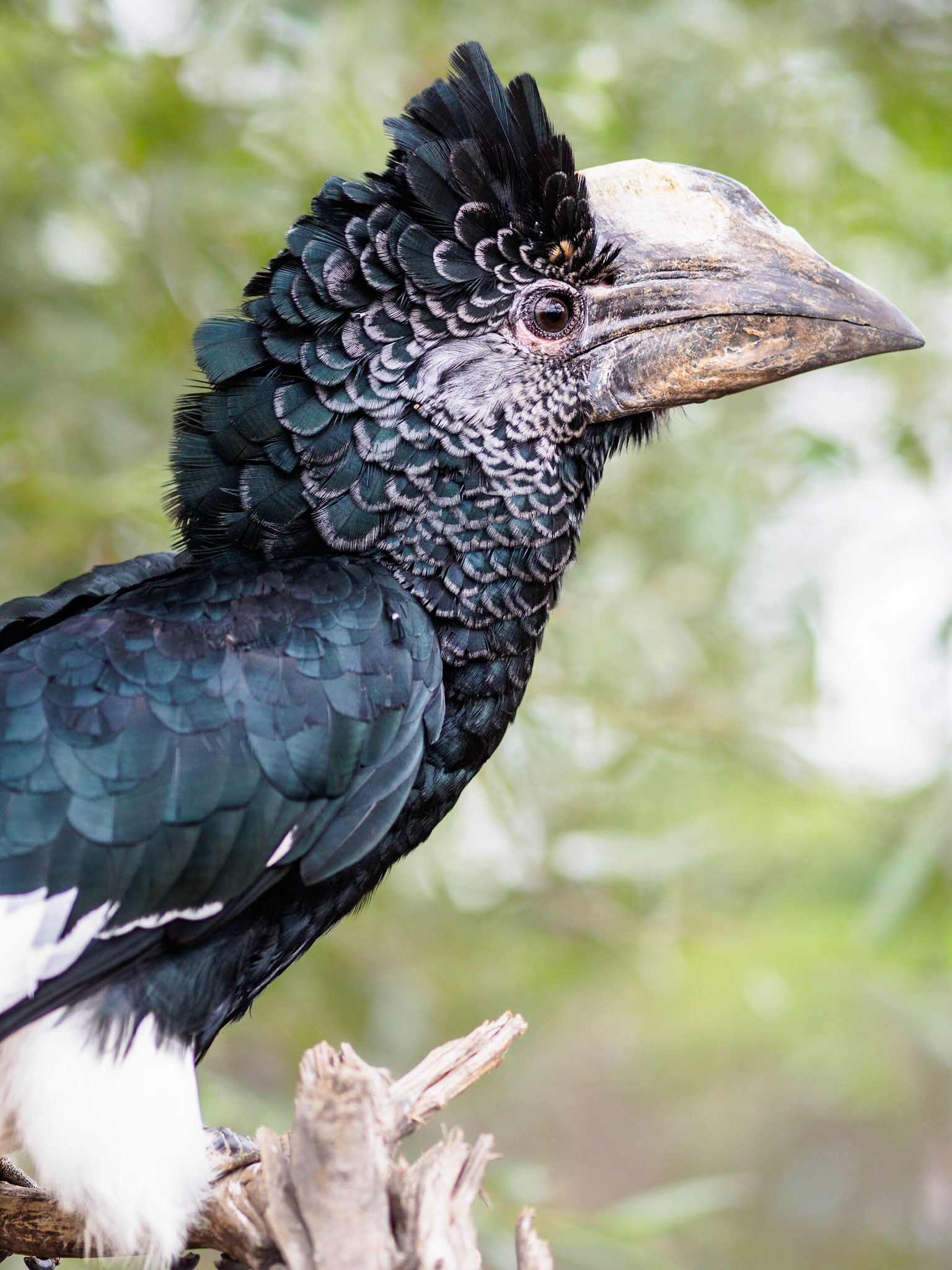 Hornvogel in einem französischen Tierpark in der Normandie
