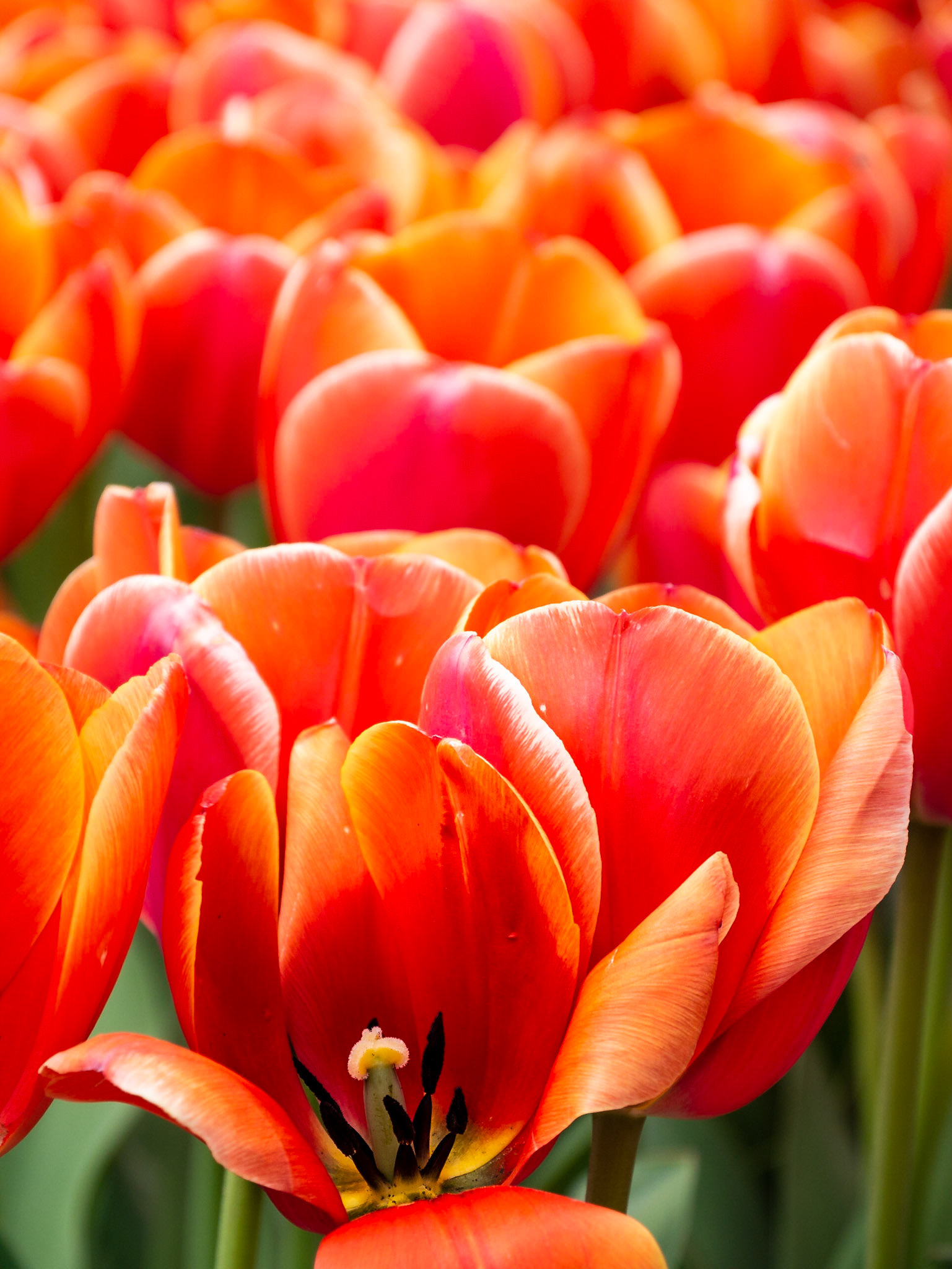 Tulpenpracht in Keukenhof