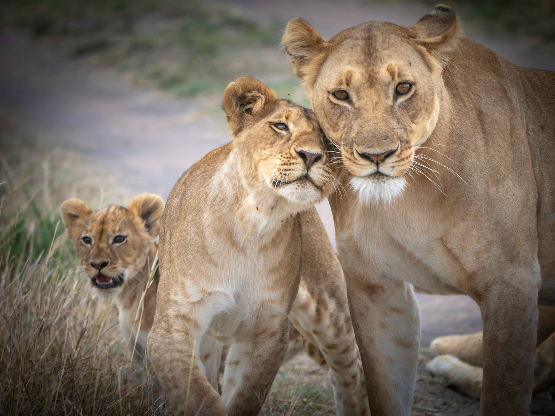Löwenfamilie