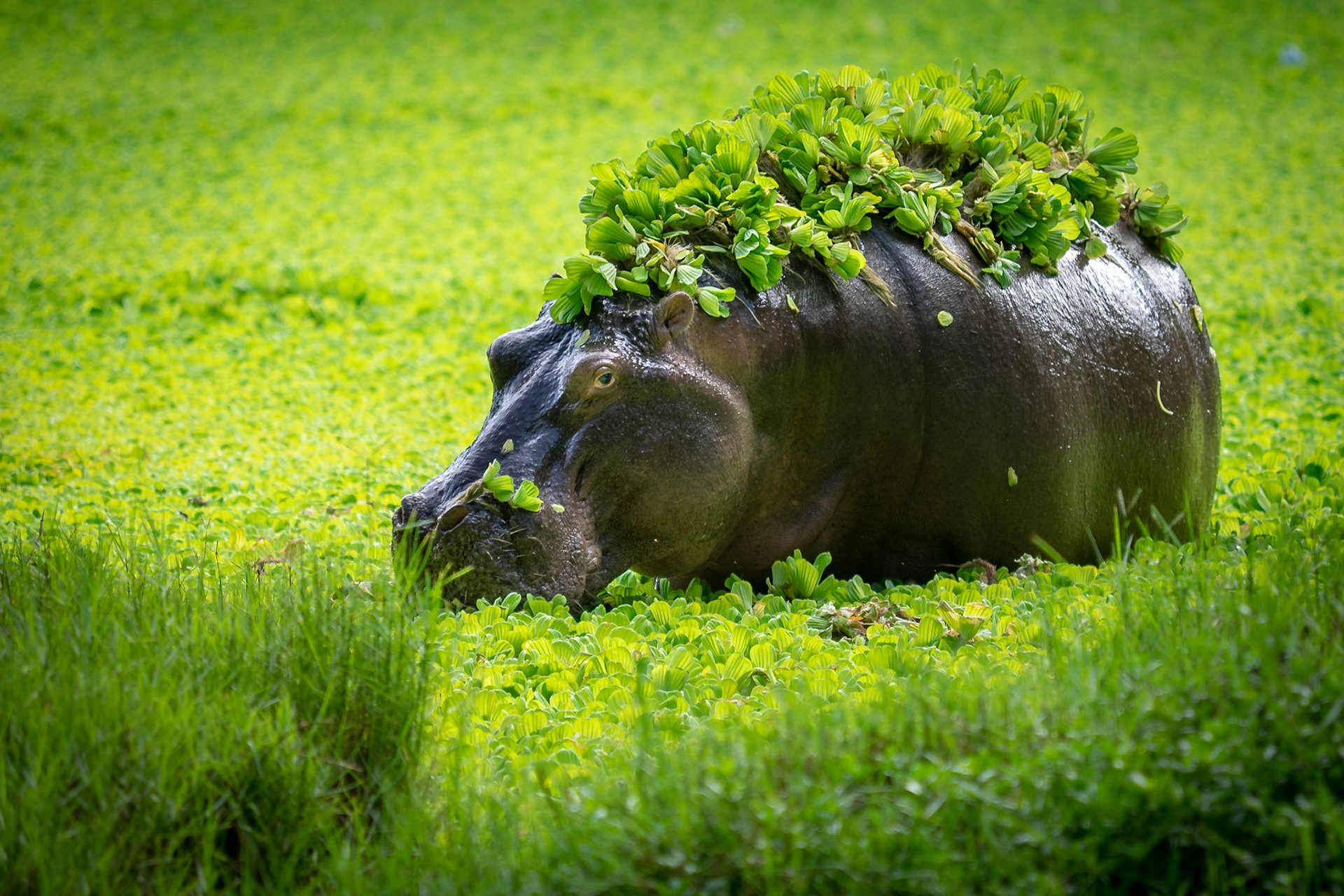 Nilpferd im Hallerpark, Mombasa