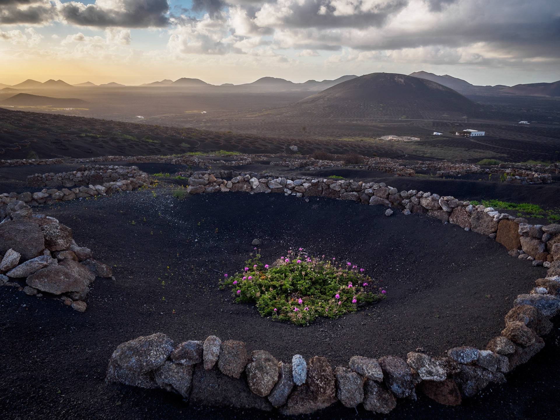 Blick über La Geria kurz vor Sonnenuntergang