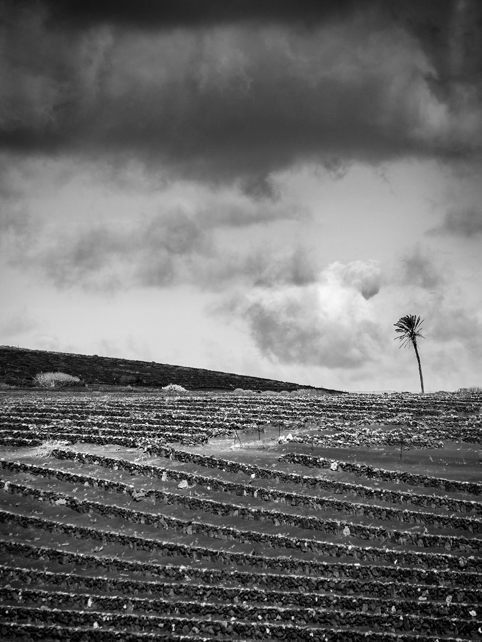Palme zwischen den Feldern