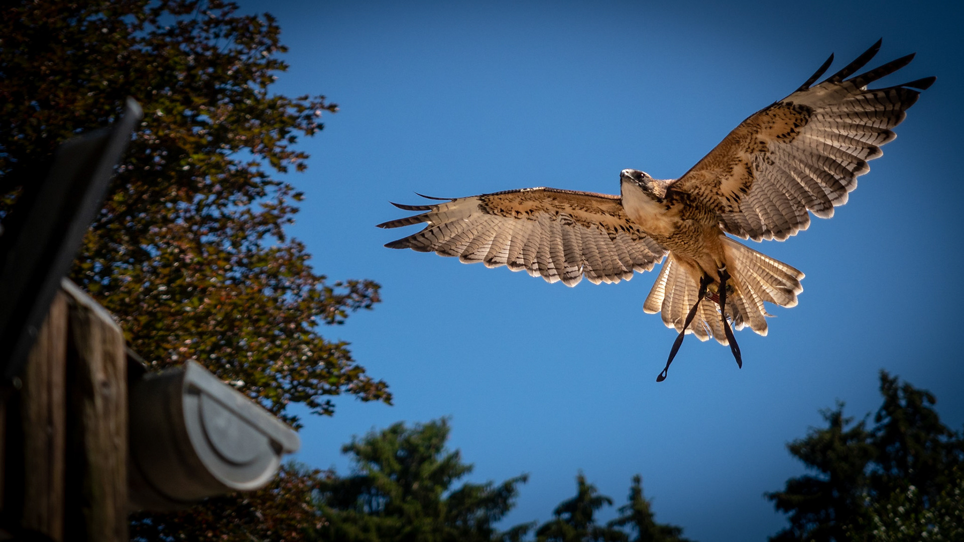 Wildpark Hellenthal, Eifel