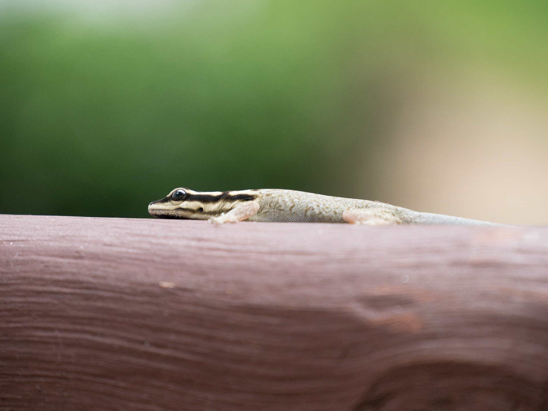Echse im Hotel in Diani Beach, Kenia