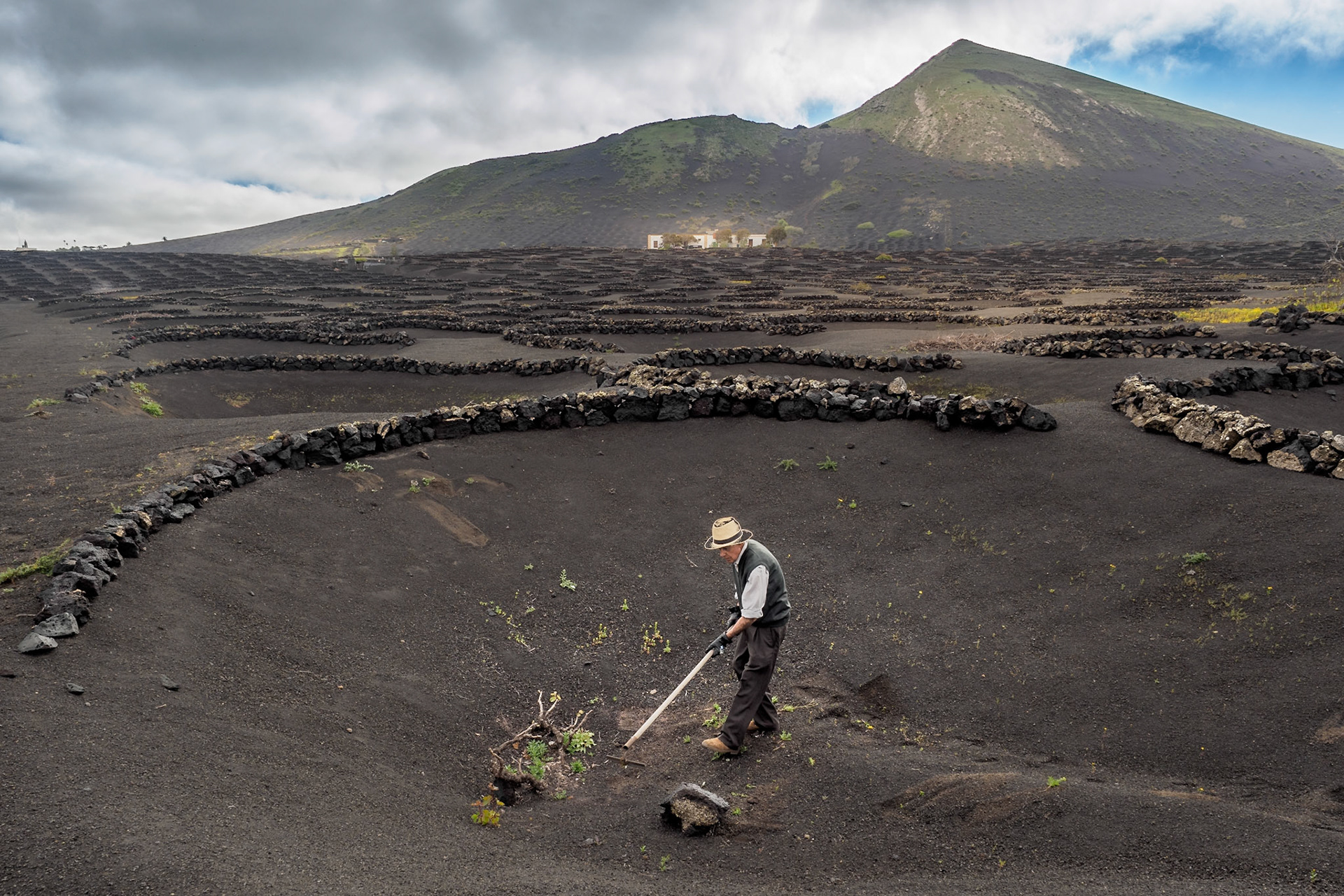 Weinanbau in La Geria