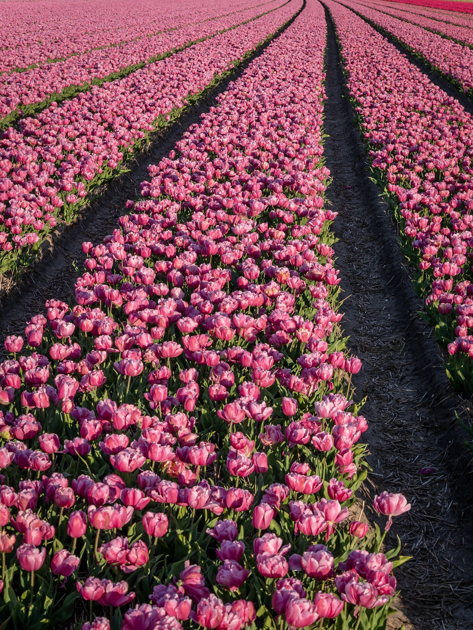 Tulpenfeld