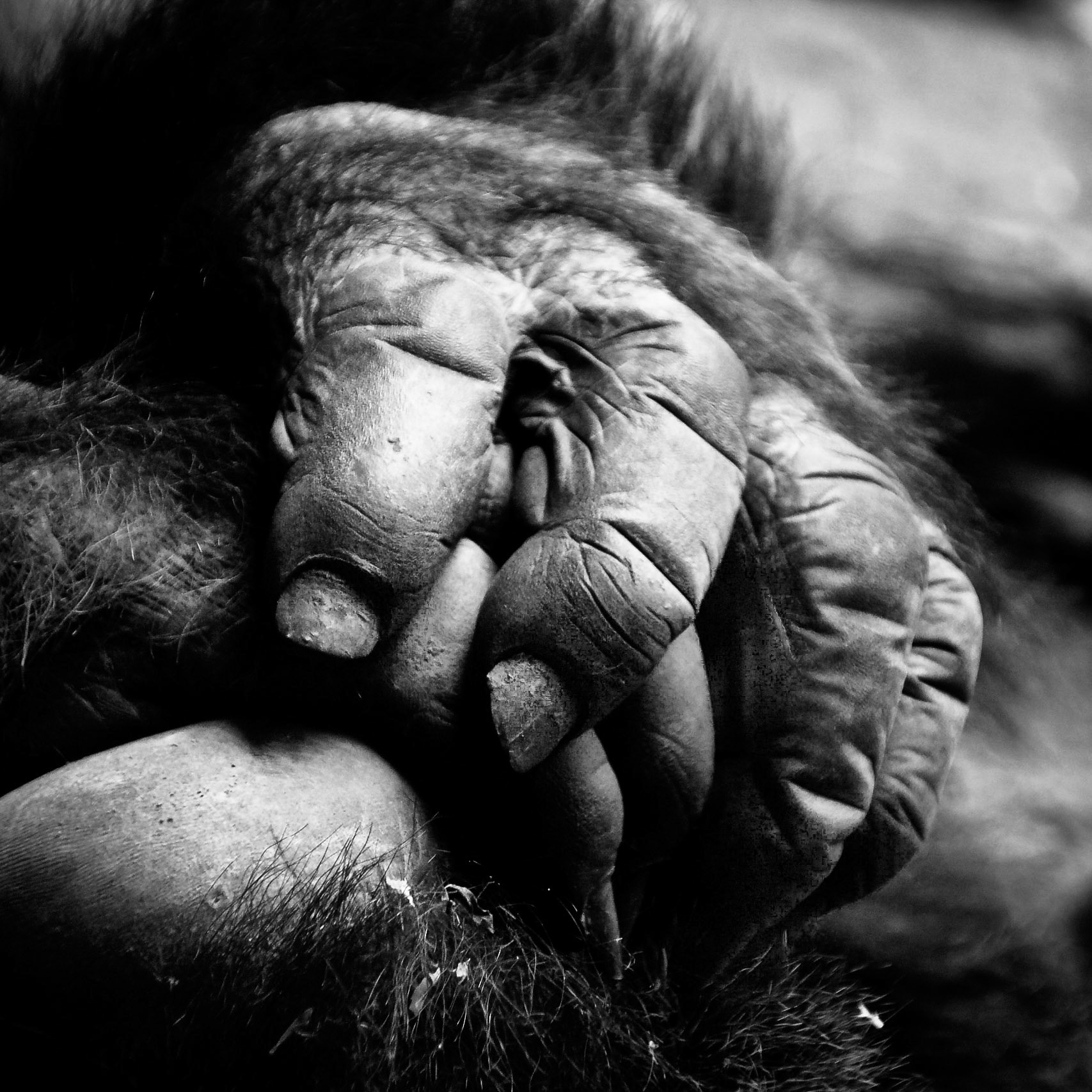 Aufnahme eines Gorillas im Zoo