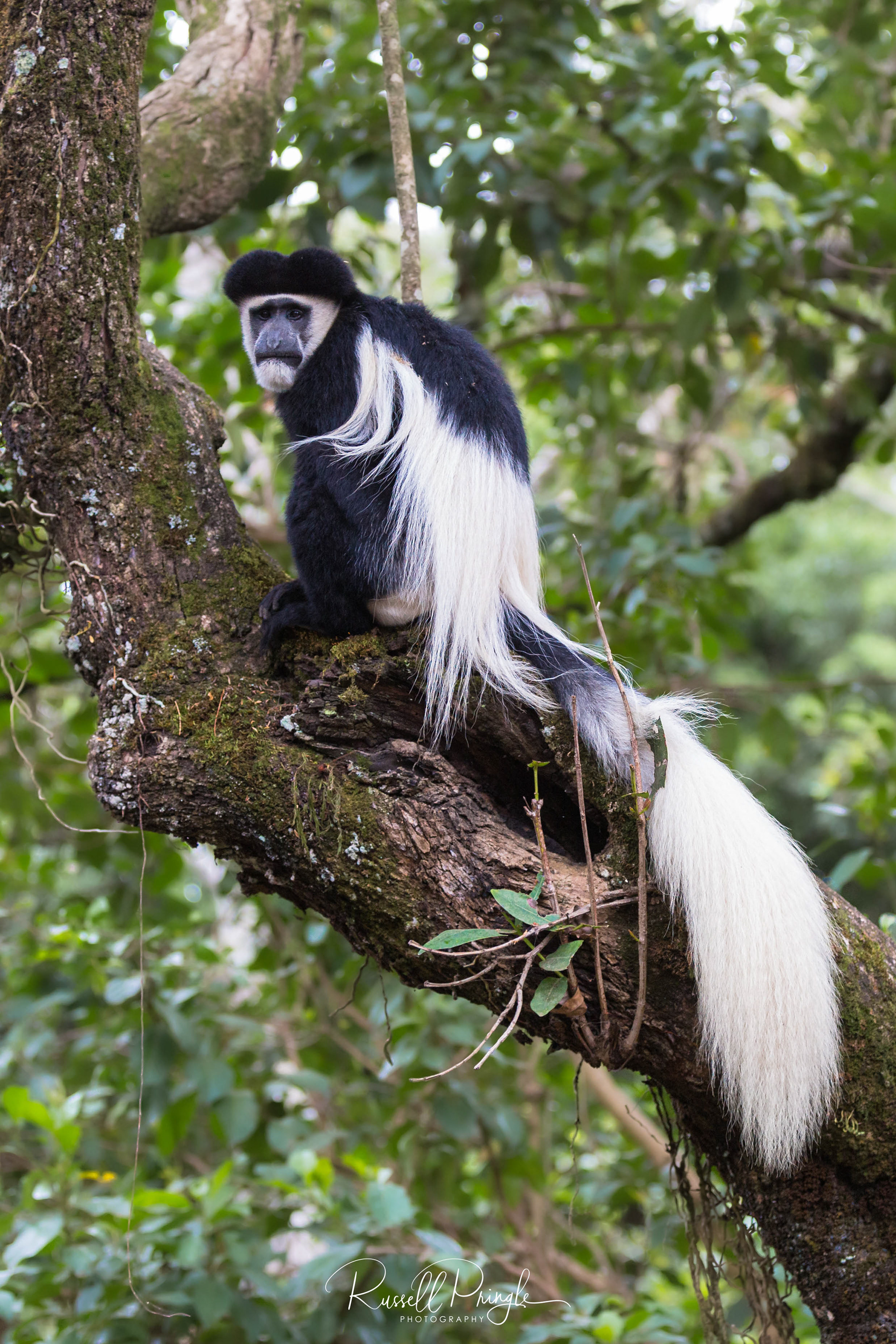 Easterm Black & White Colobus Monkey-Nanyuki, Kenya