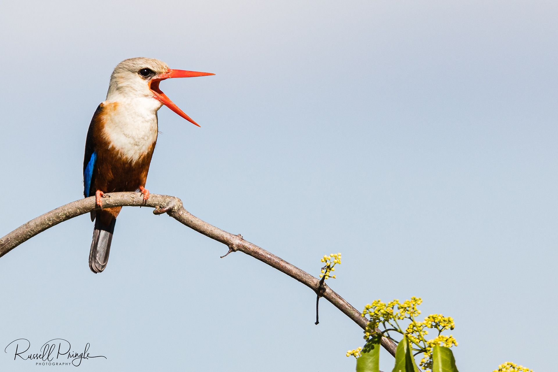 Grey headed Kingfisher-Masai Mara, Kenya