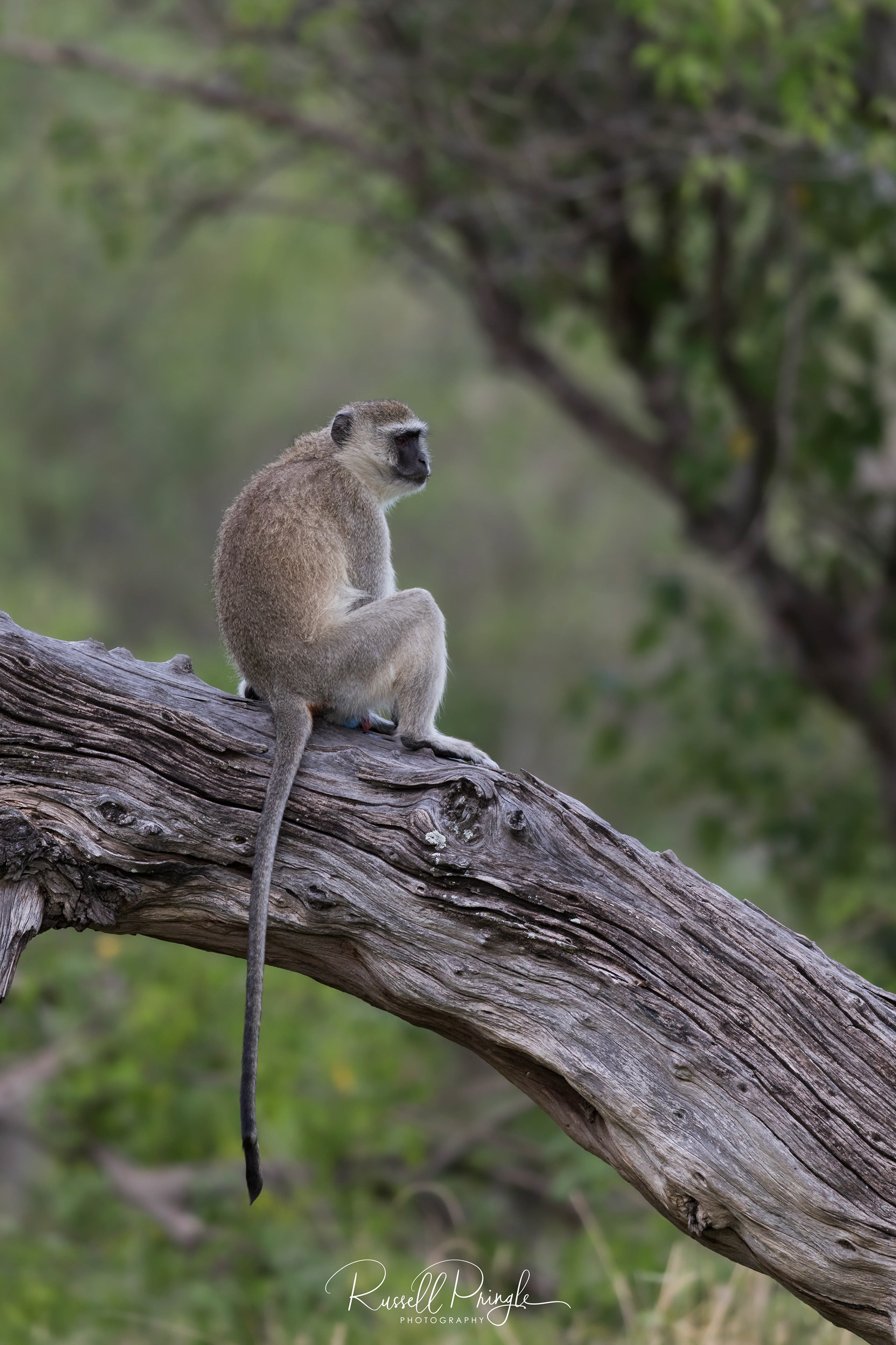 Vervet Monkey-Moremi GR, Botswana