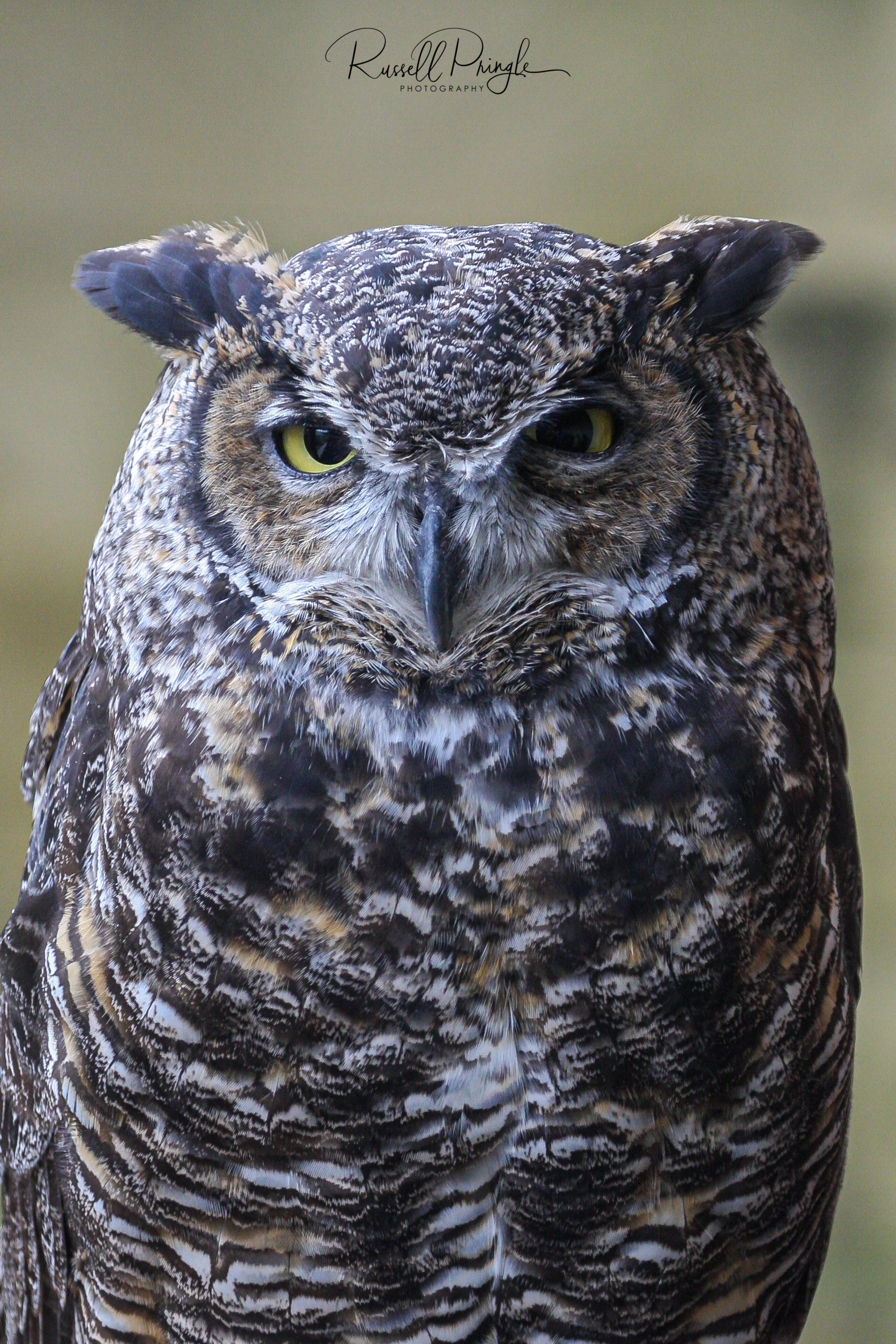 Great Horned Owl-Ketchican, Alaska