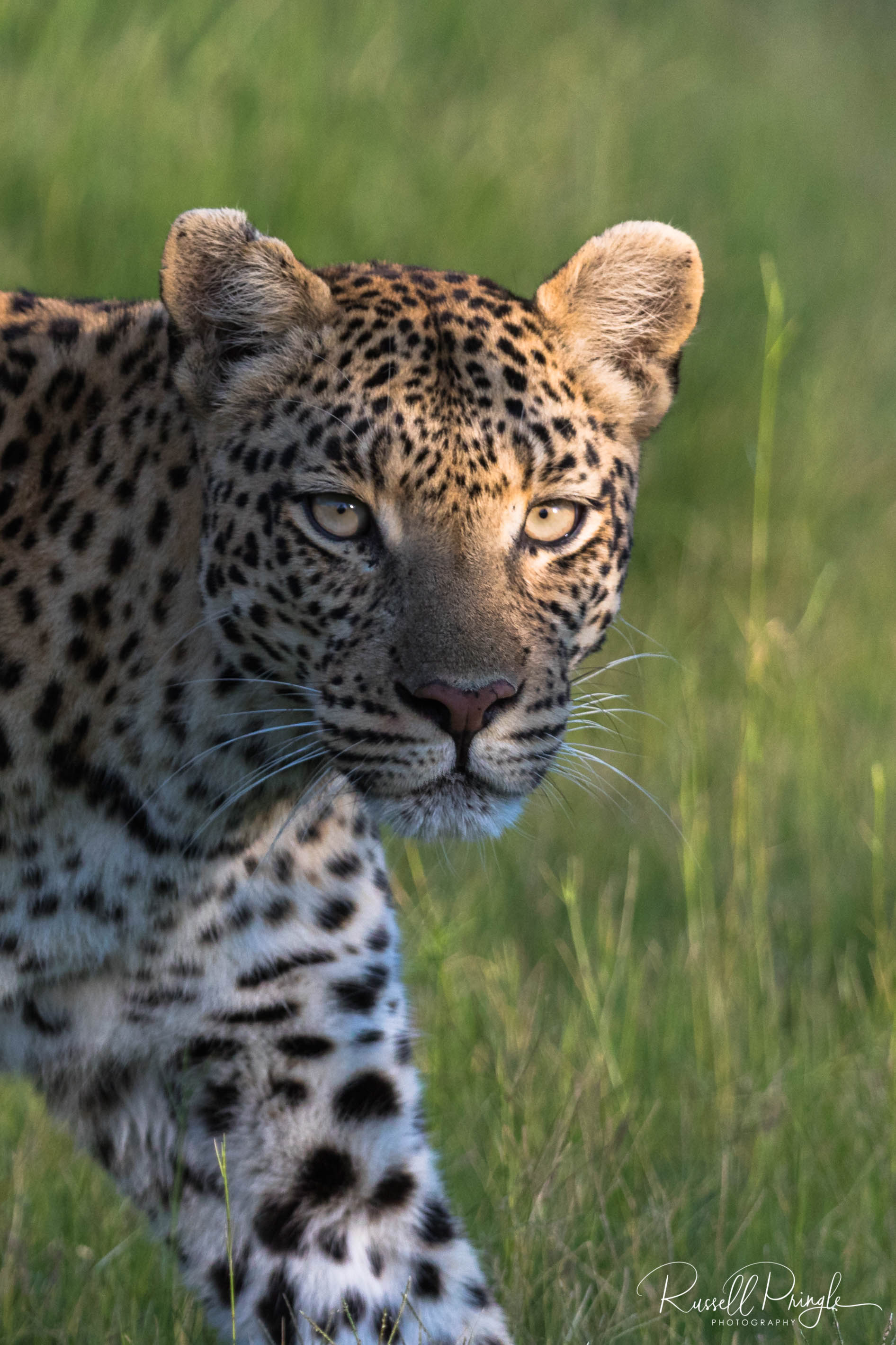 Leopard-Moremi GR, Botswana