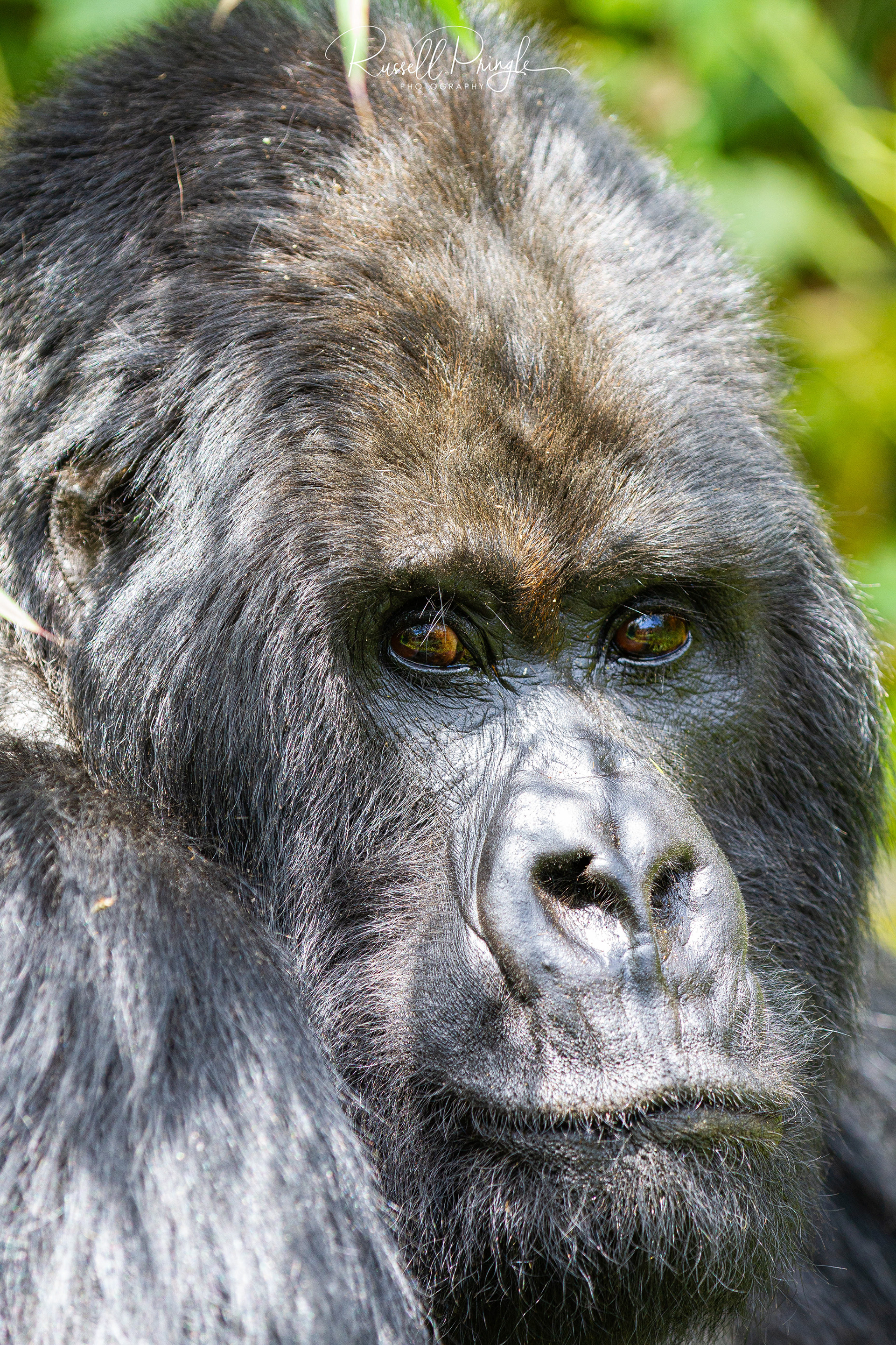 Mountain Gorilla-Volcanoes NP, Rwanda
