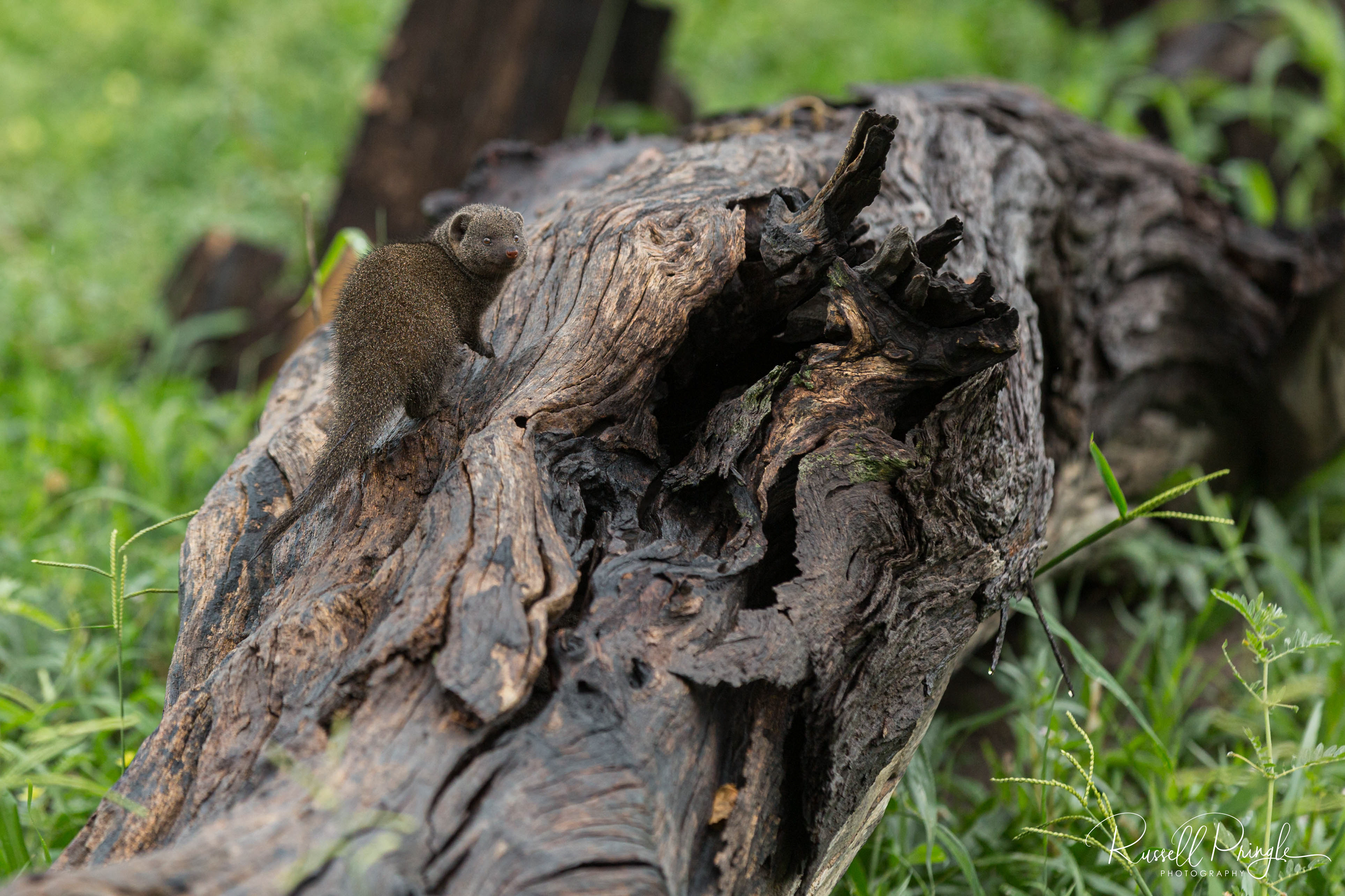 Dwarf Mongoose-Khwai, Botswana