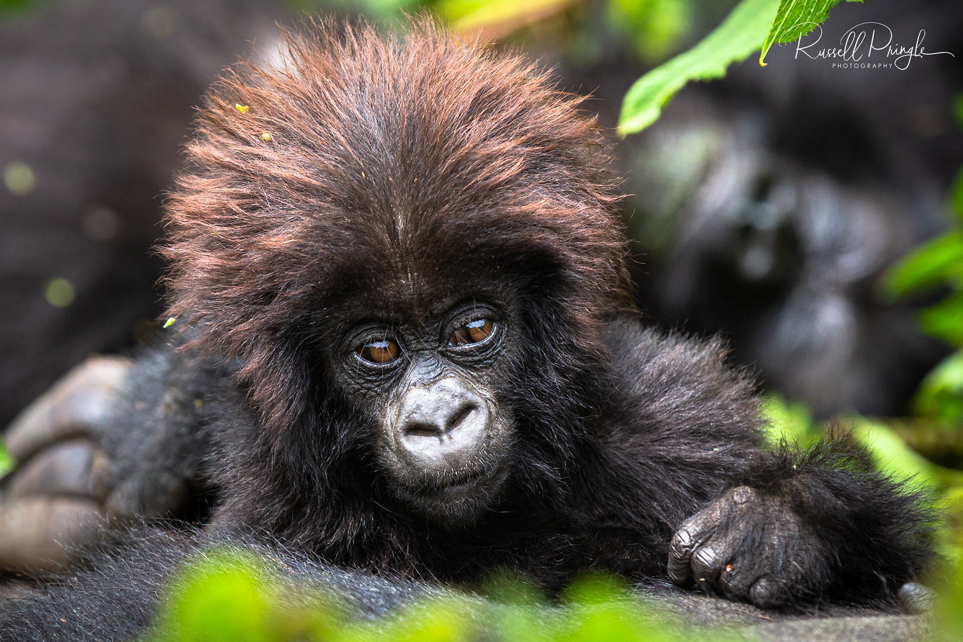 Mountain Gorilla-Volcanoes NP, Rwanda