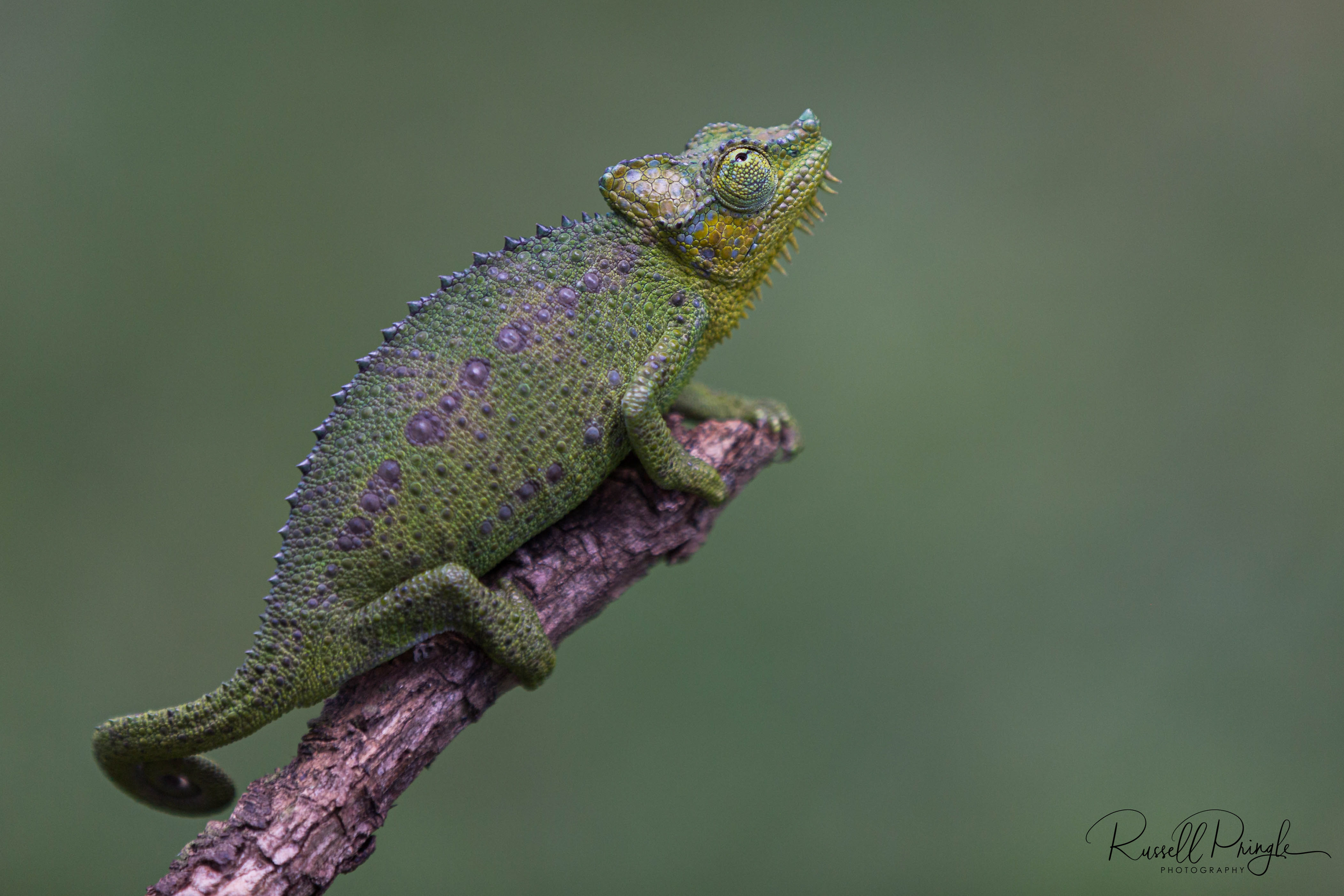 Flap Necked Chameleon-Thomson's Falls, Kenya