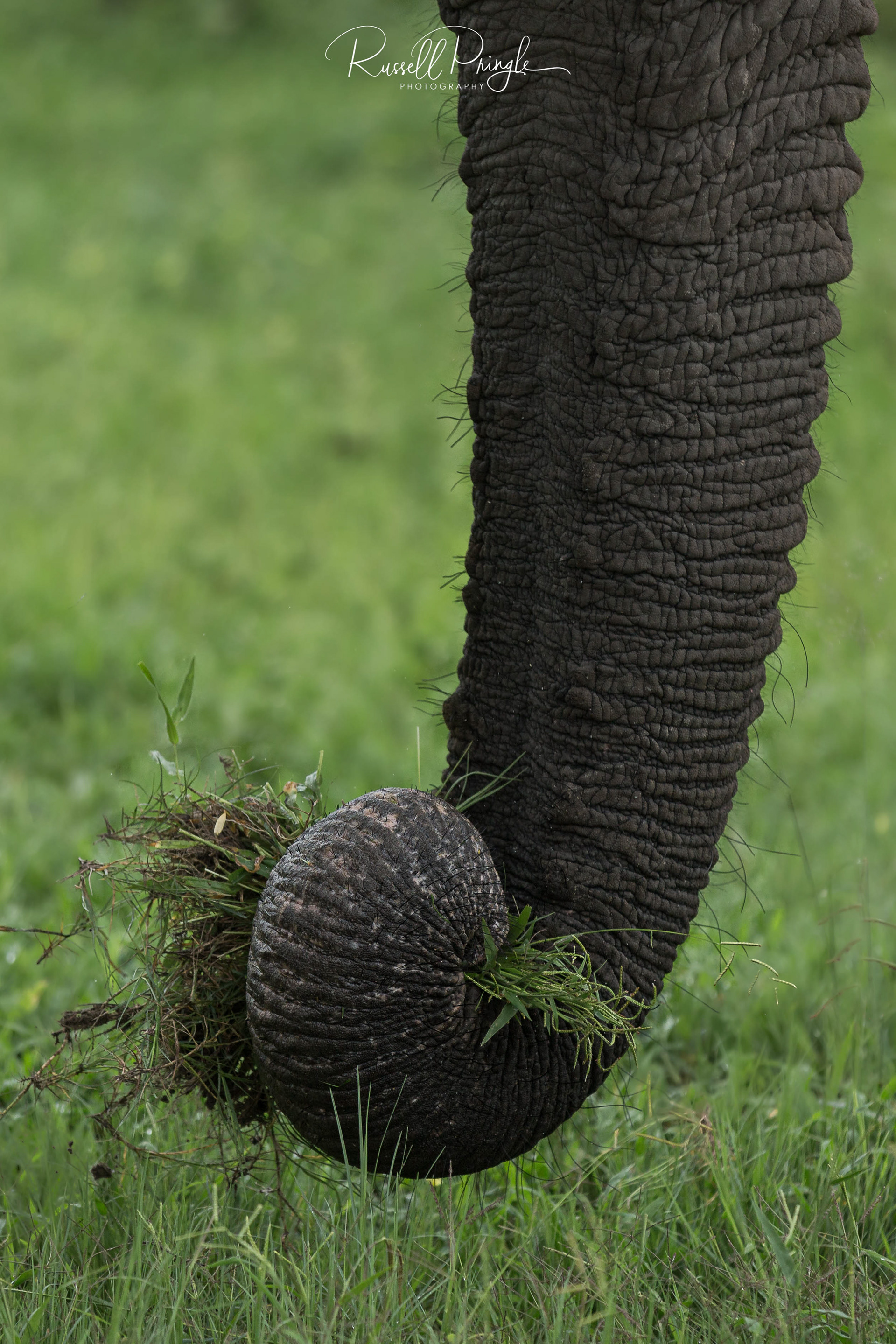 Elephant-Khwai, Botswana