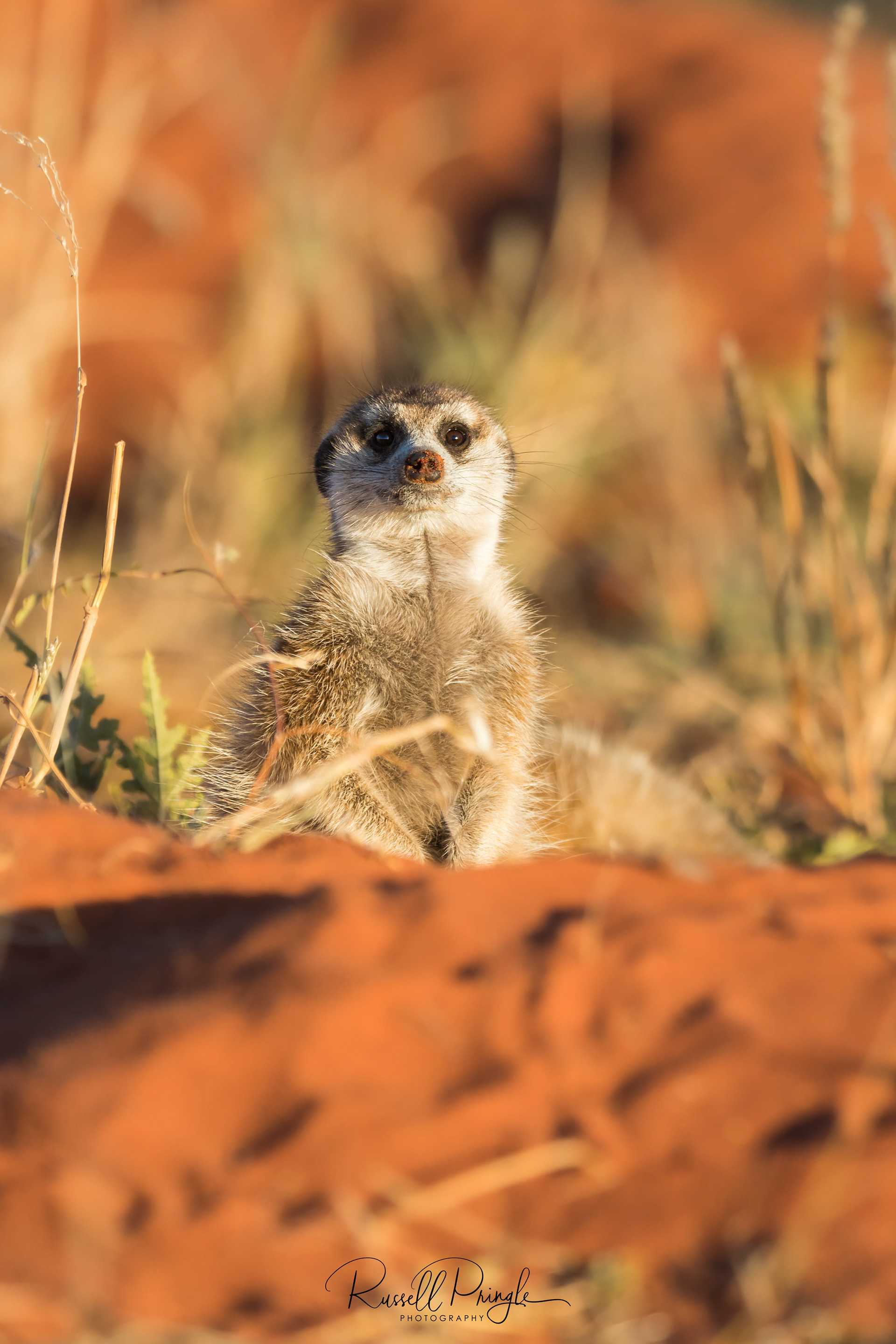 Meerkat-Tswalu Kalahari, Sth Africa