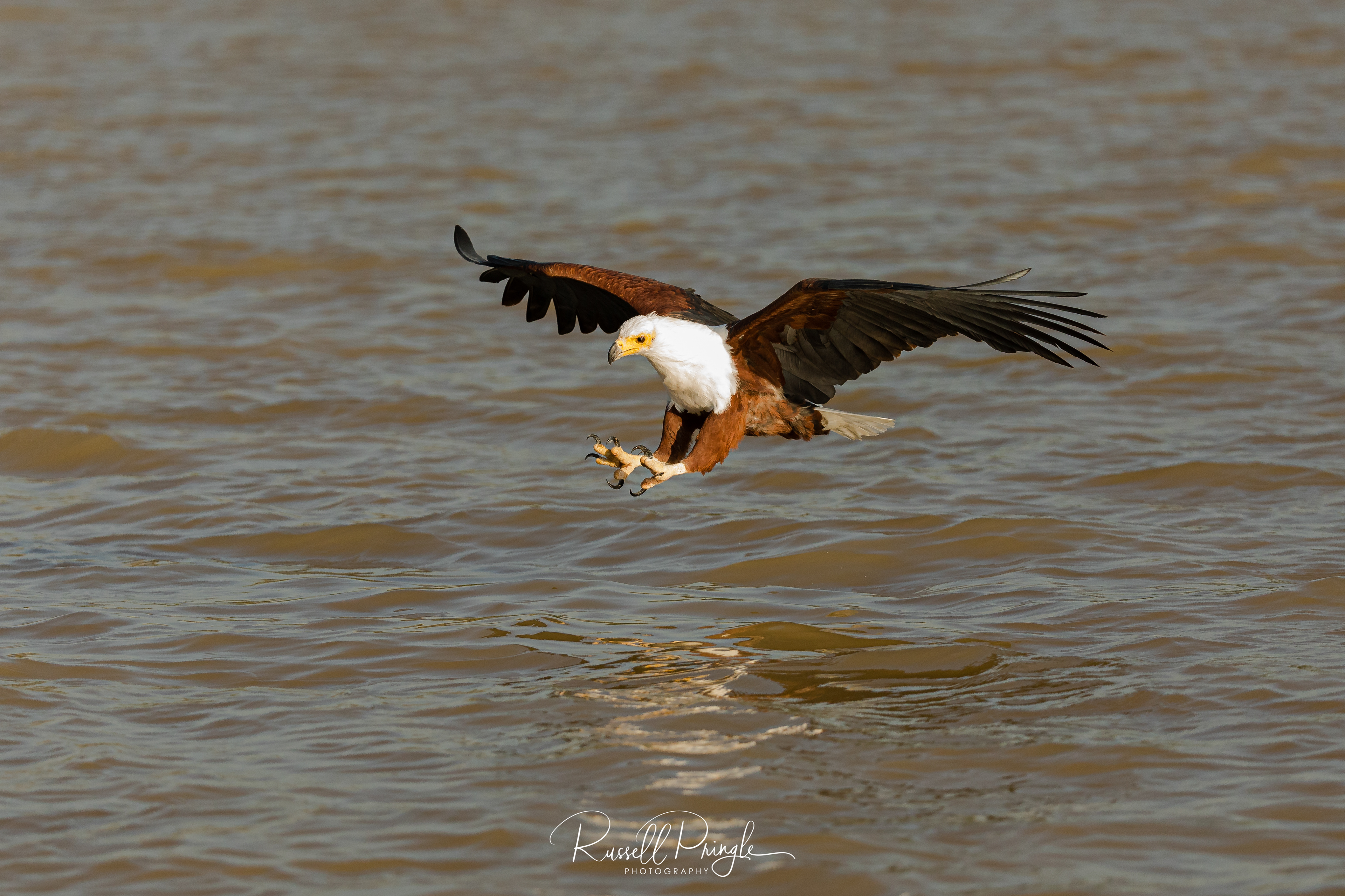 African Fish Eagle-Lake Baringo, Botswana
