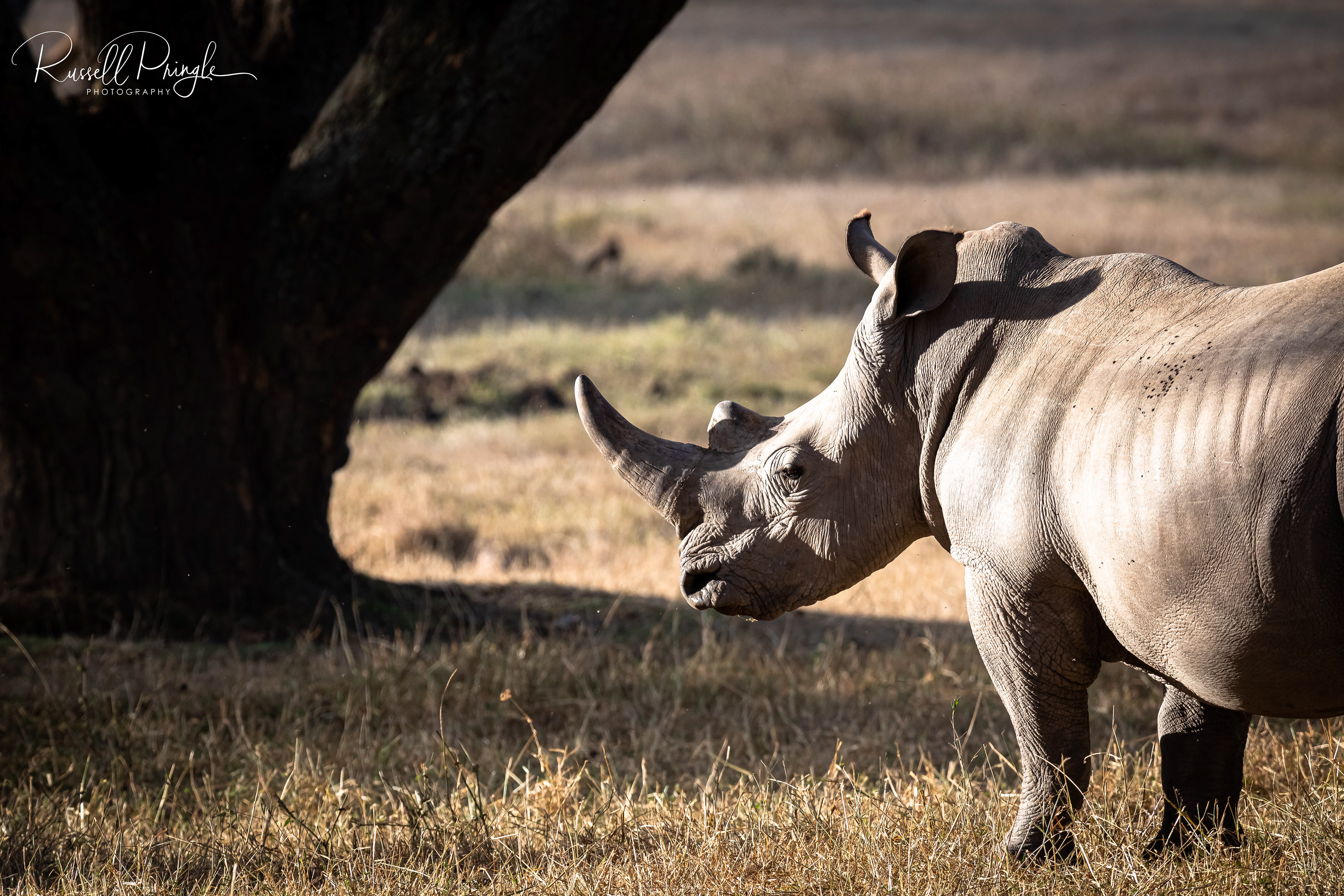 White Rhino-Nyeri, Kenya