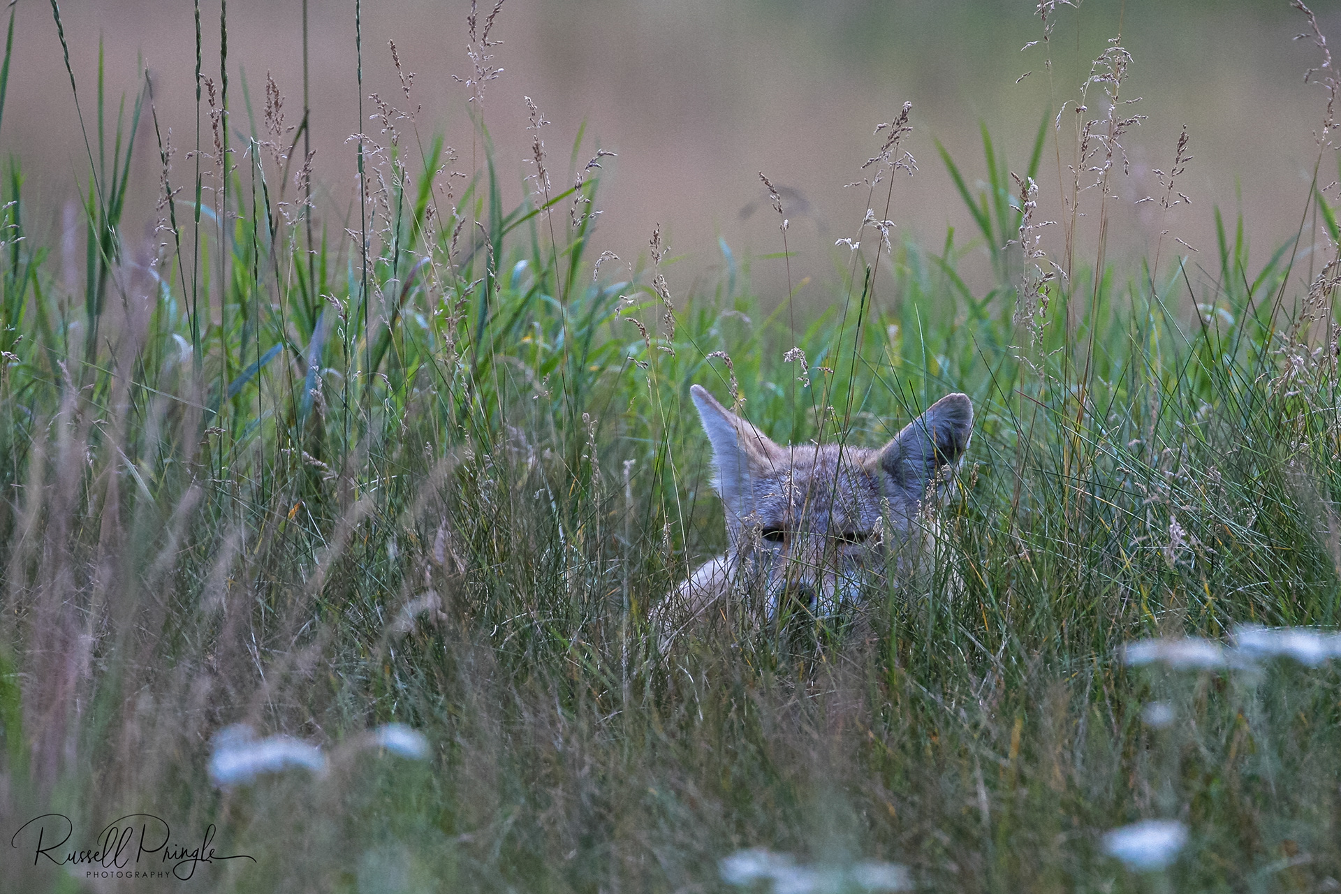 Coyote-Alberta, Canada