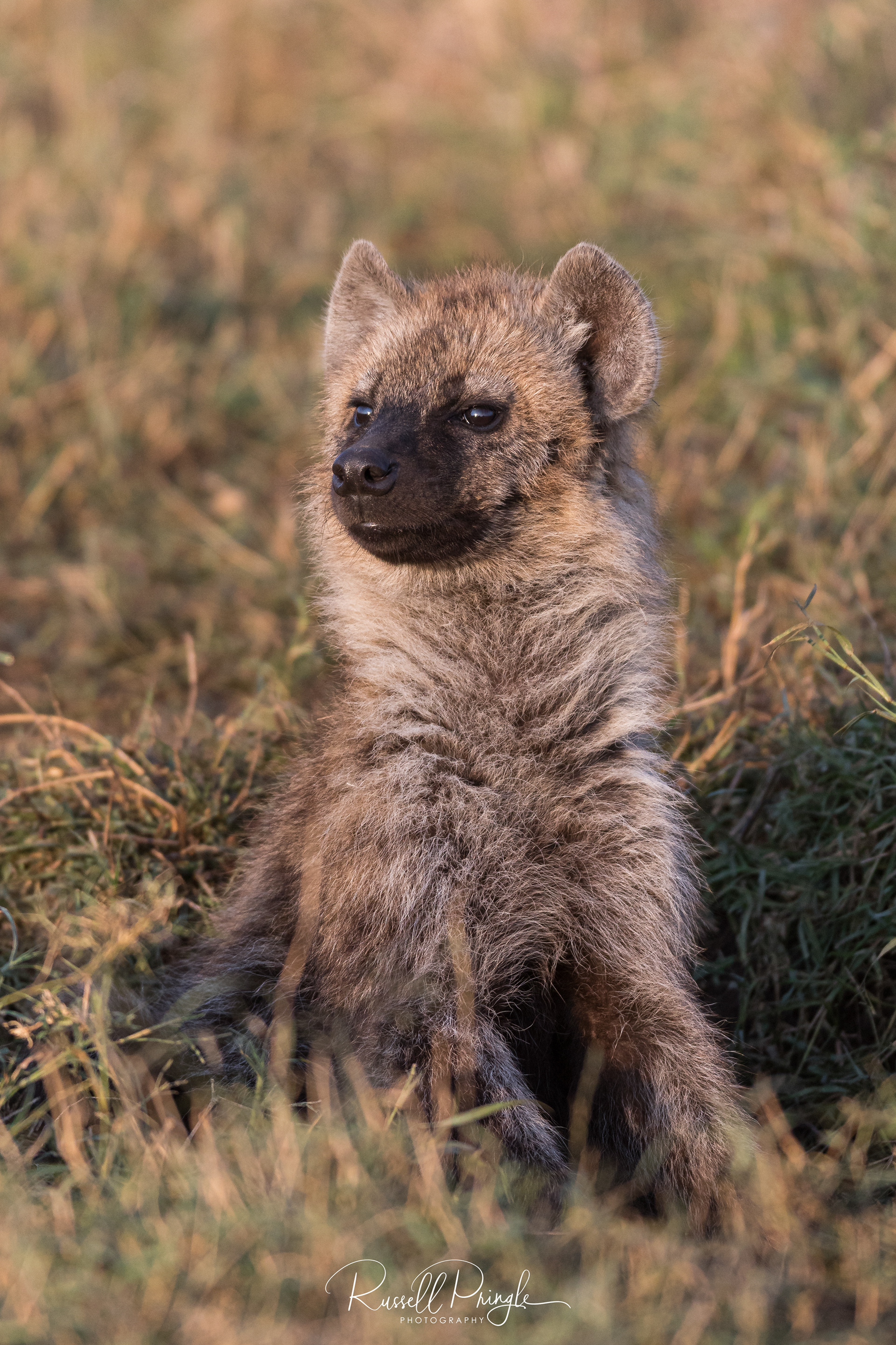 Spotted Hyena-Masai Mara, Botswana