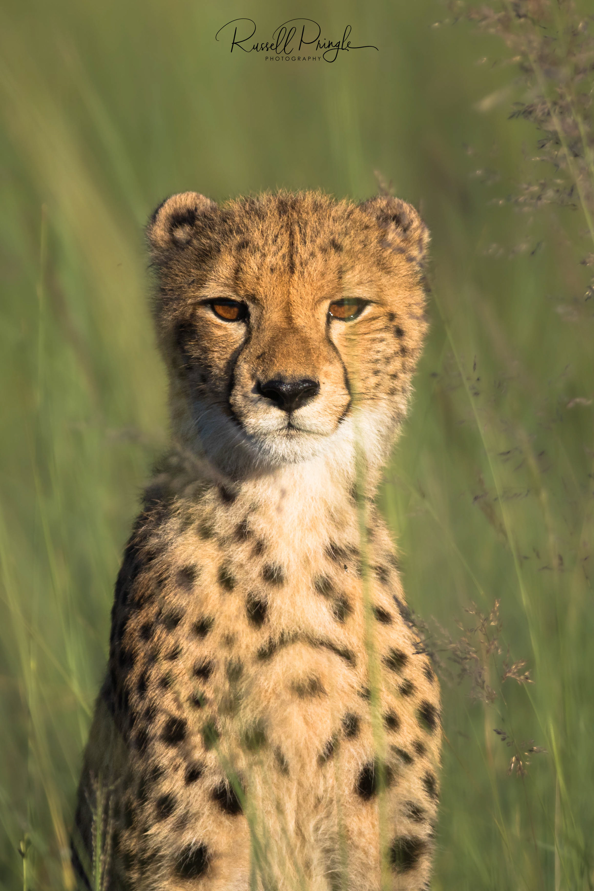 Cheetah-Okavango Delta, Botswana