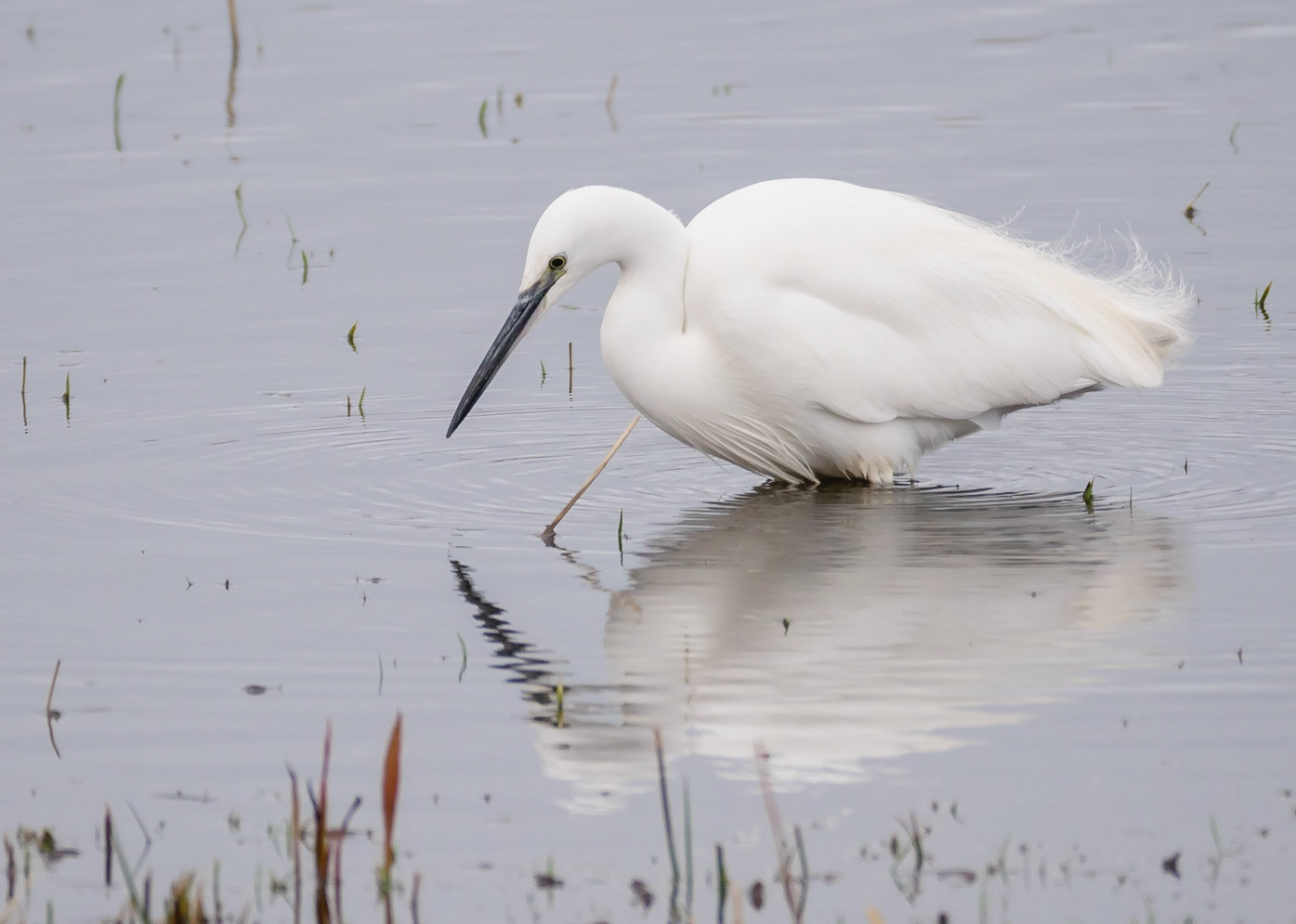 Little Egret