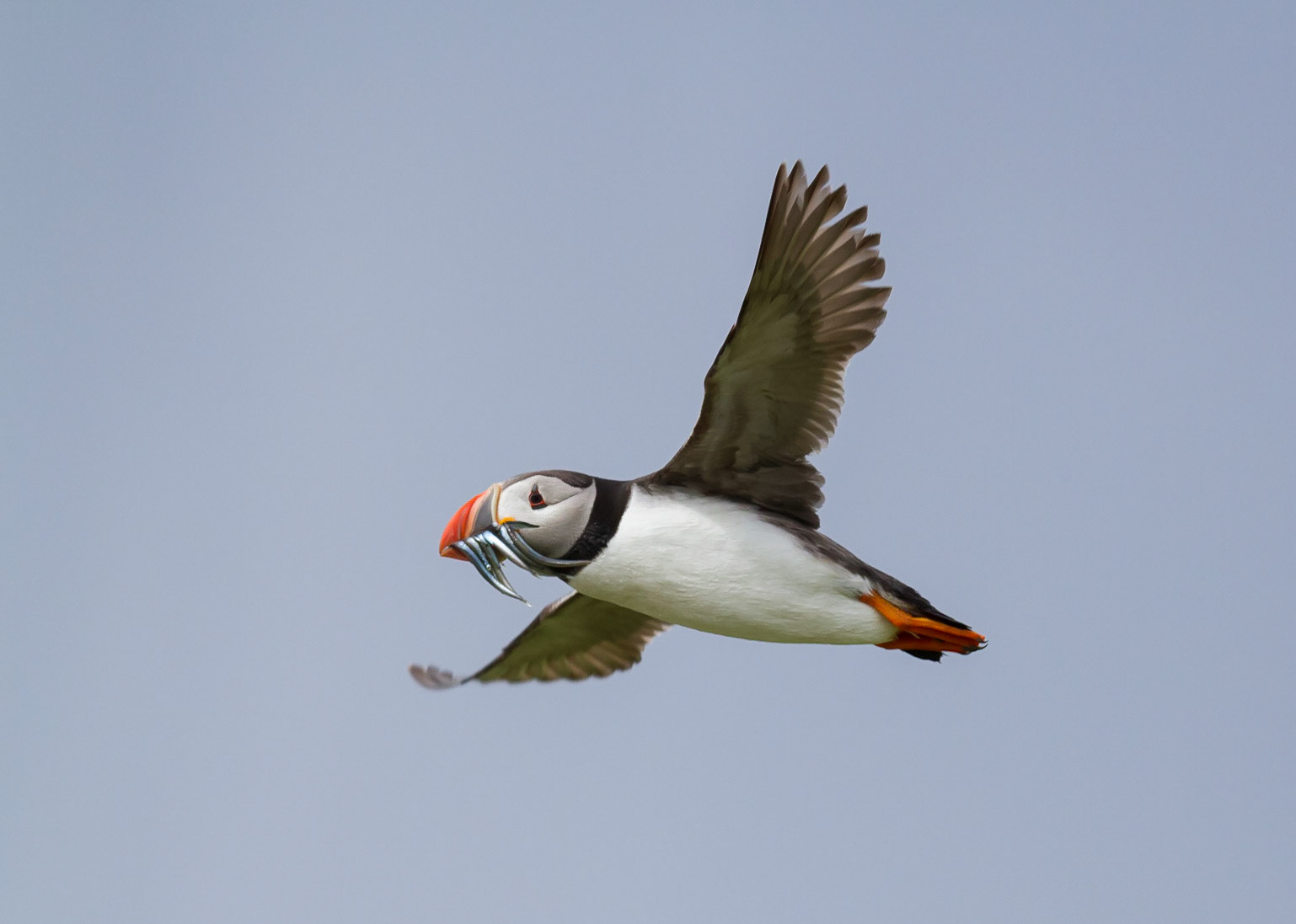 Puffin