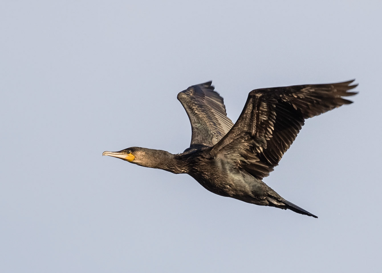 Cormorant