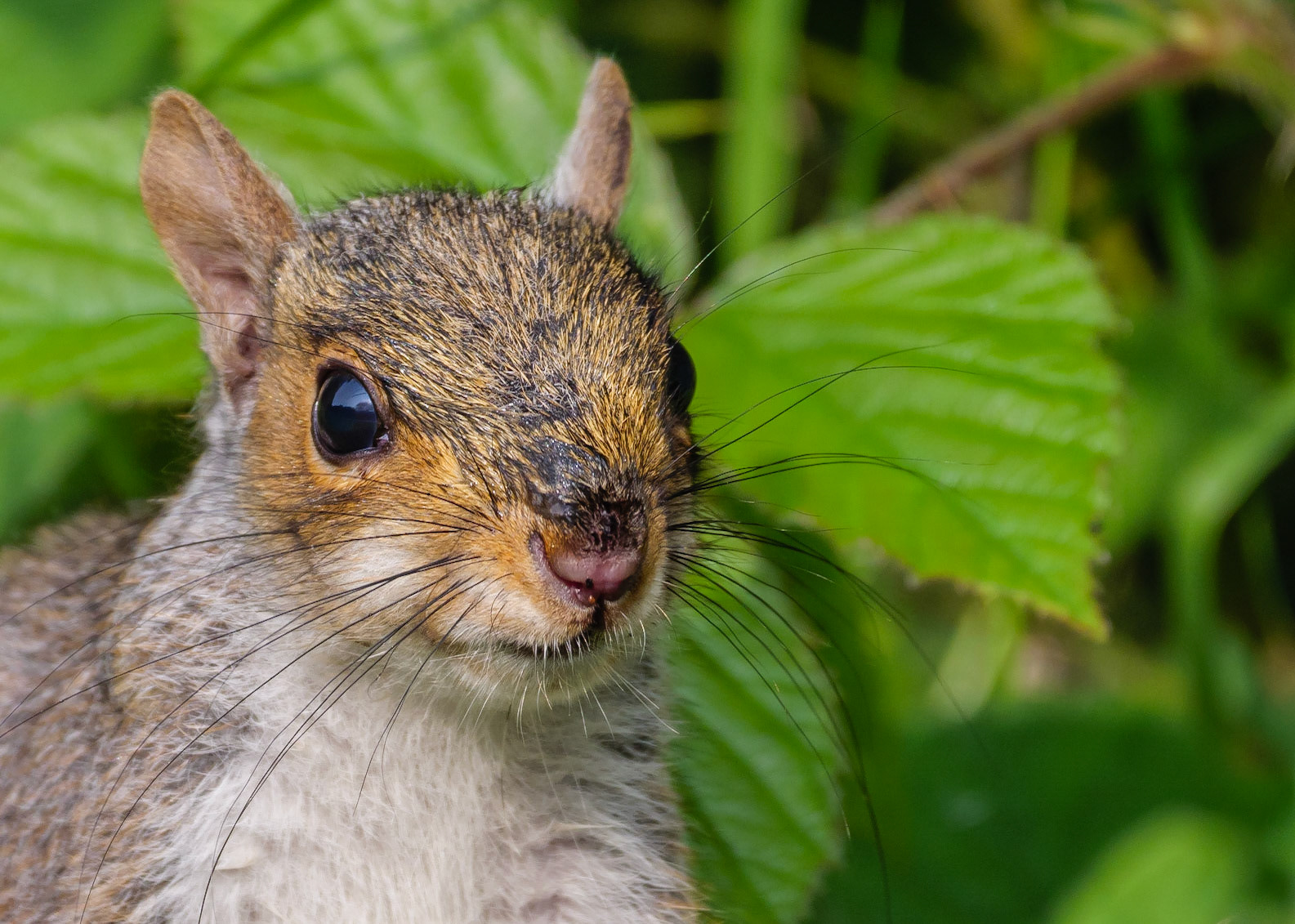 Andy Nayler Photography - Mammals - Herbivores