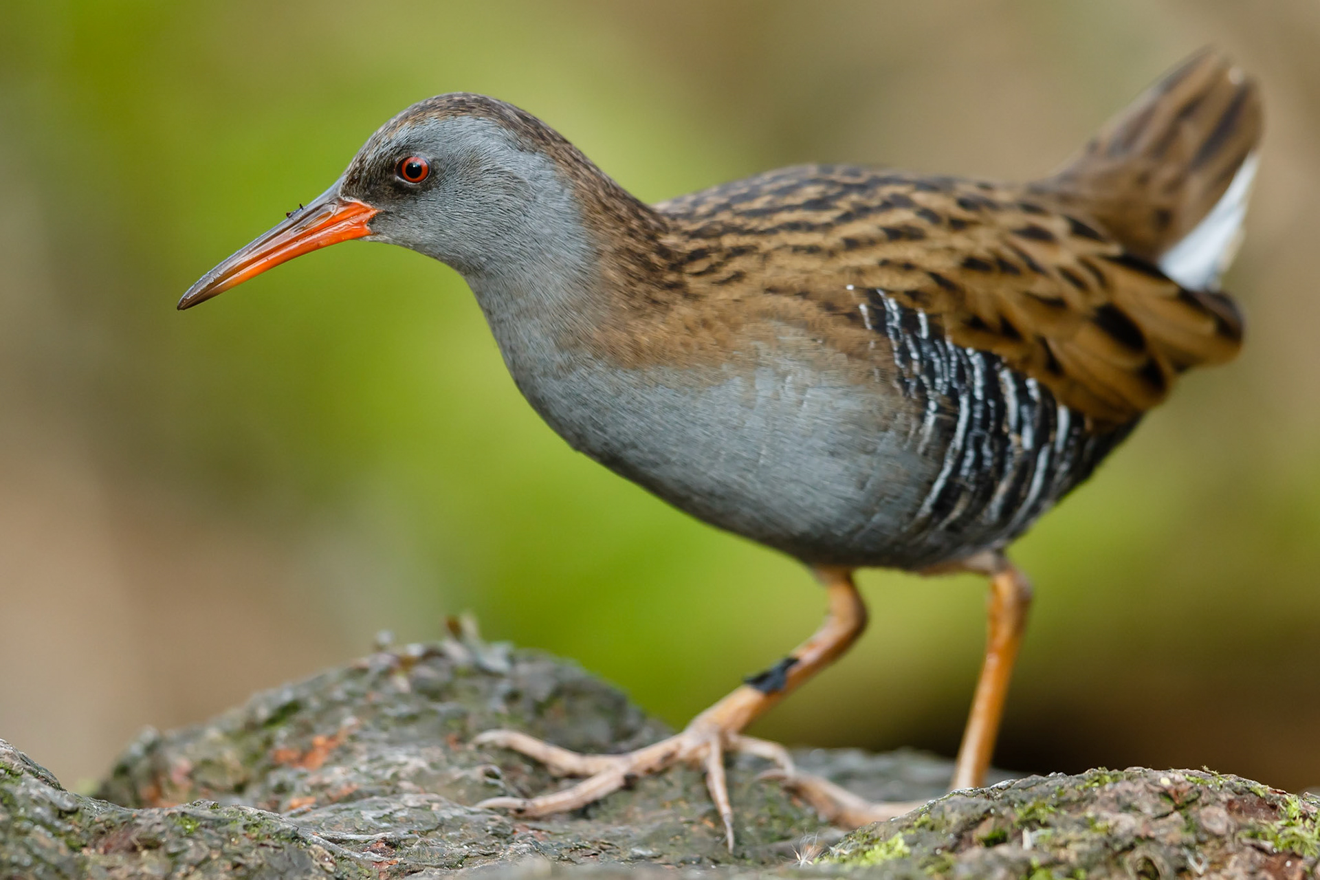 Water Rail