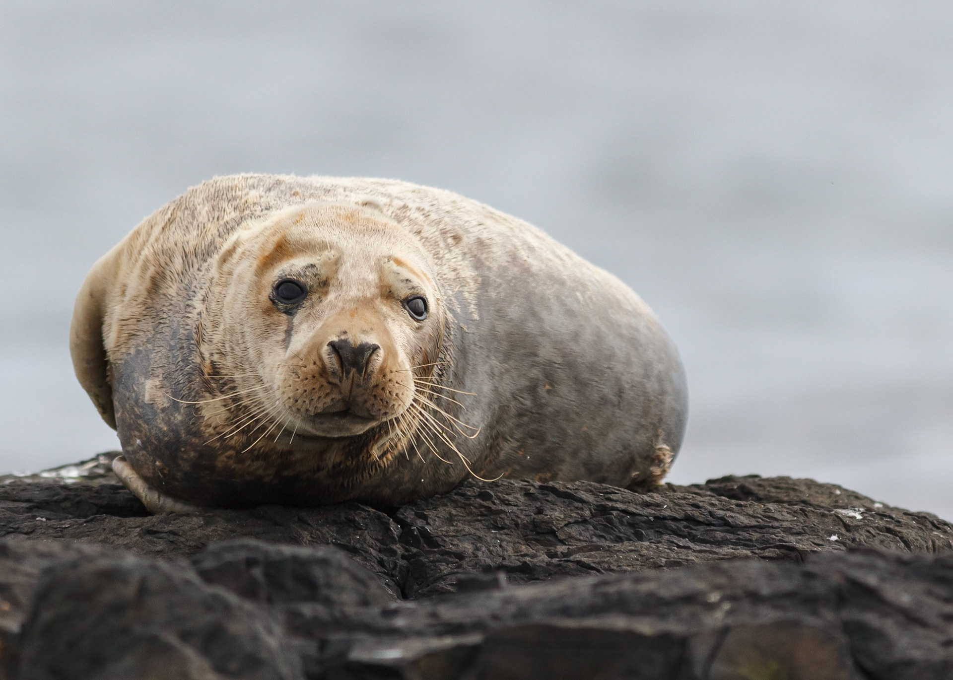 Grey Seal