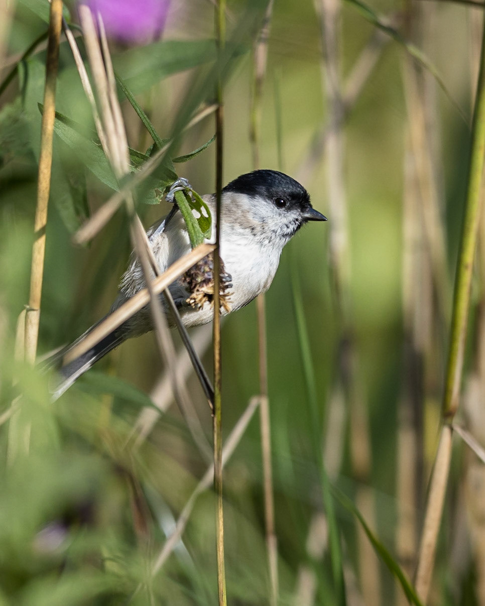 Marsh Tit