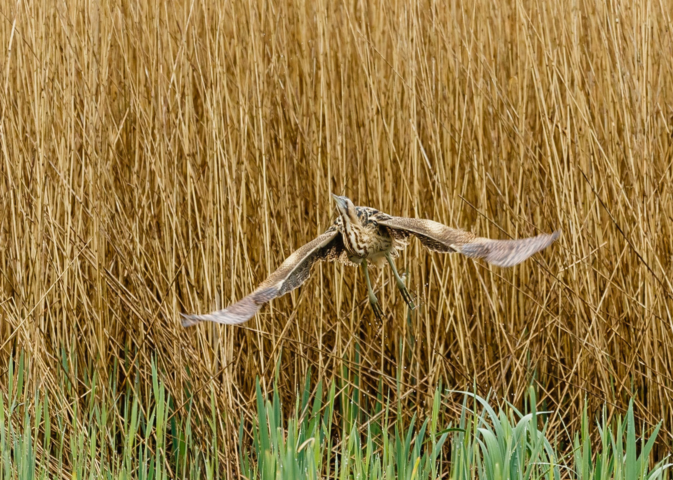 Bittern