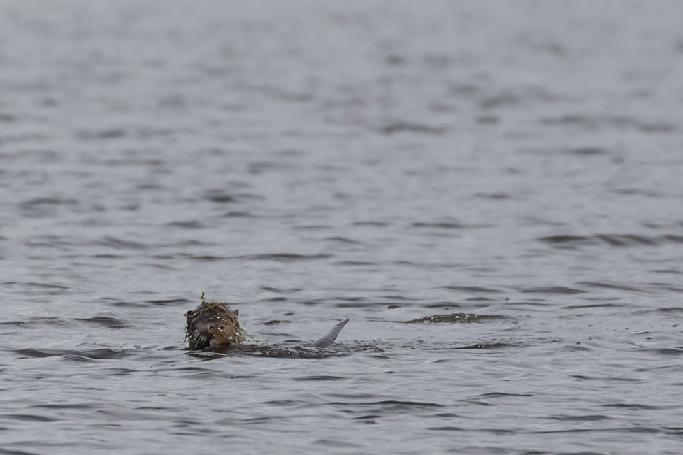 Otter