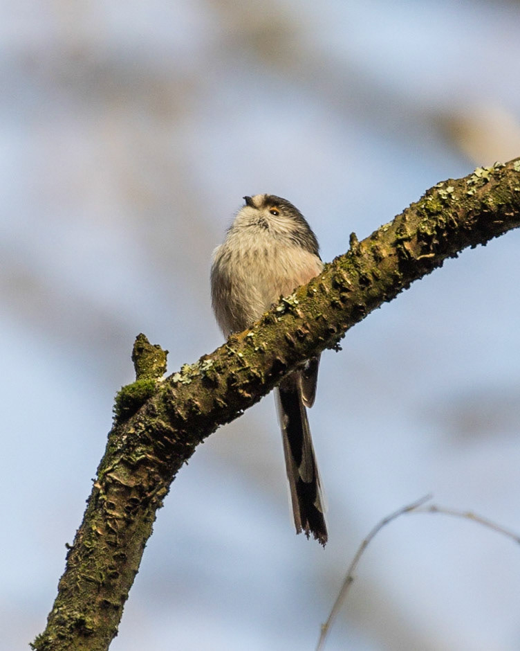 Long-tailed Tit
