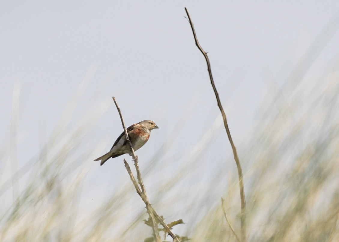 Linnet