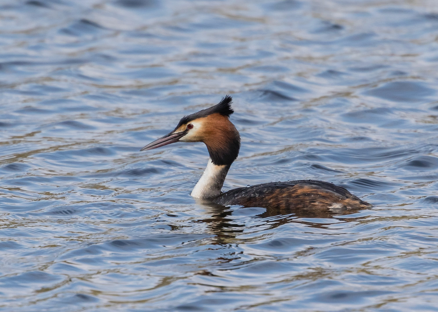 Great Crested Grebe