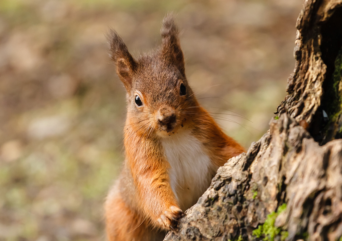 Andy Nayler Photography - Mammals - Herbivores