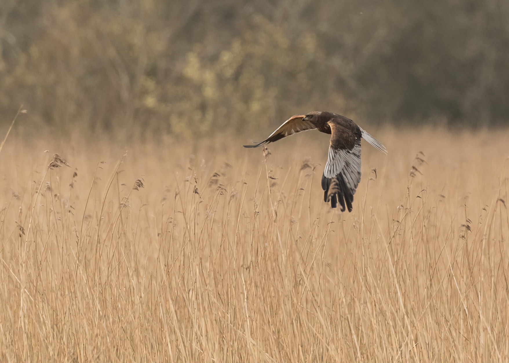 Marsh Harrier