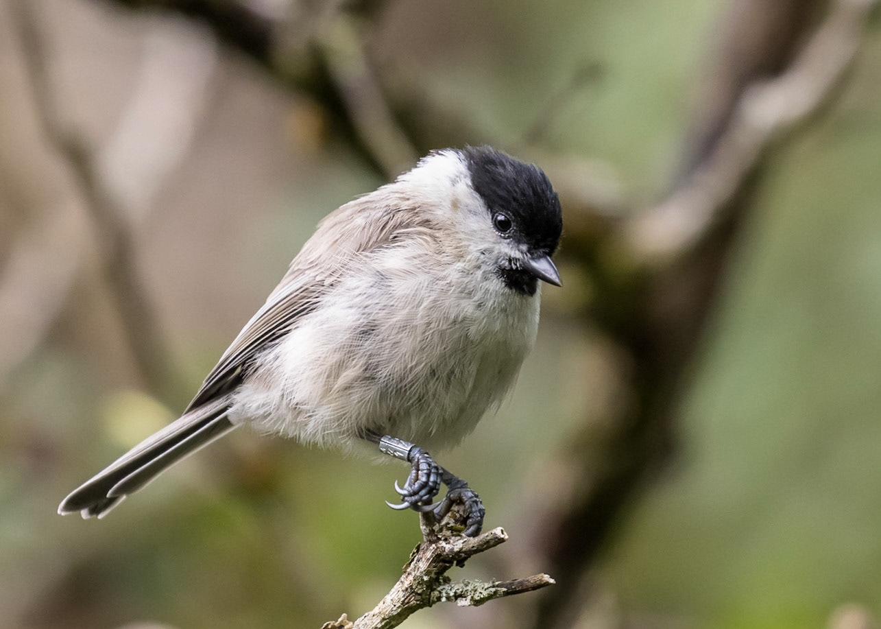 Marsh Tit